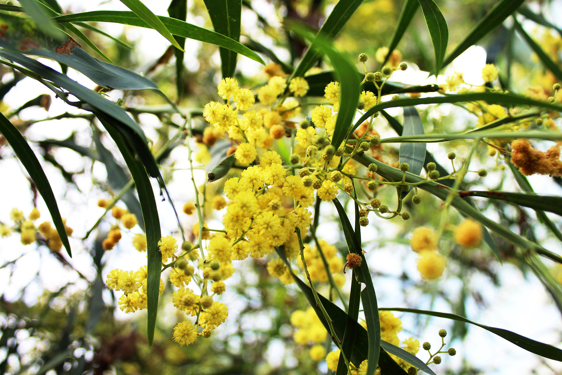 Golden Grace - London, England
