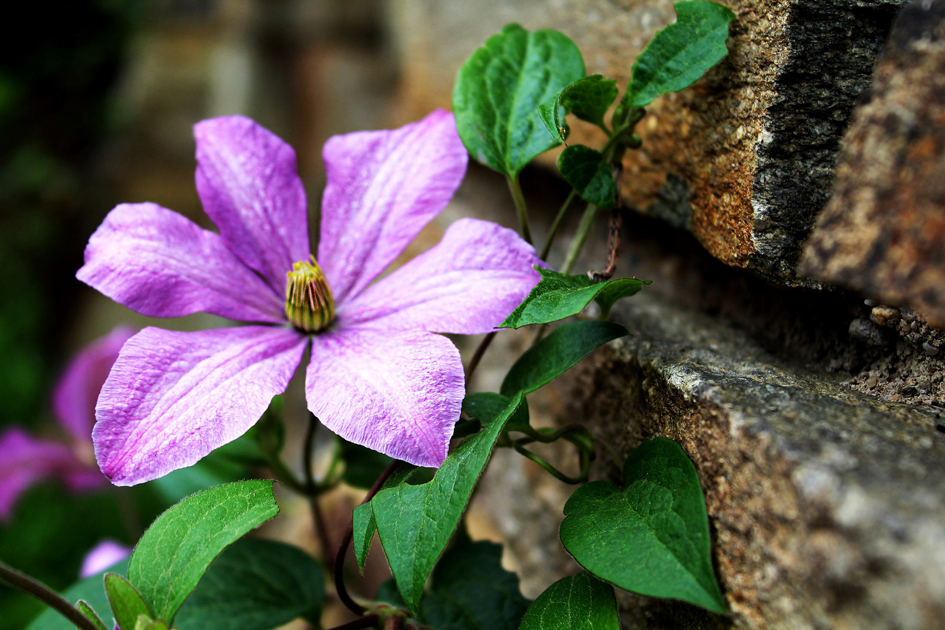 A Pop of Purple - Dumbarton Oaks (Washington D.C.)