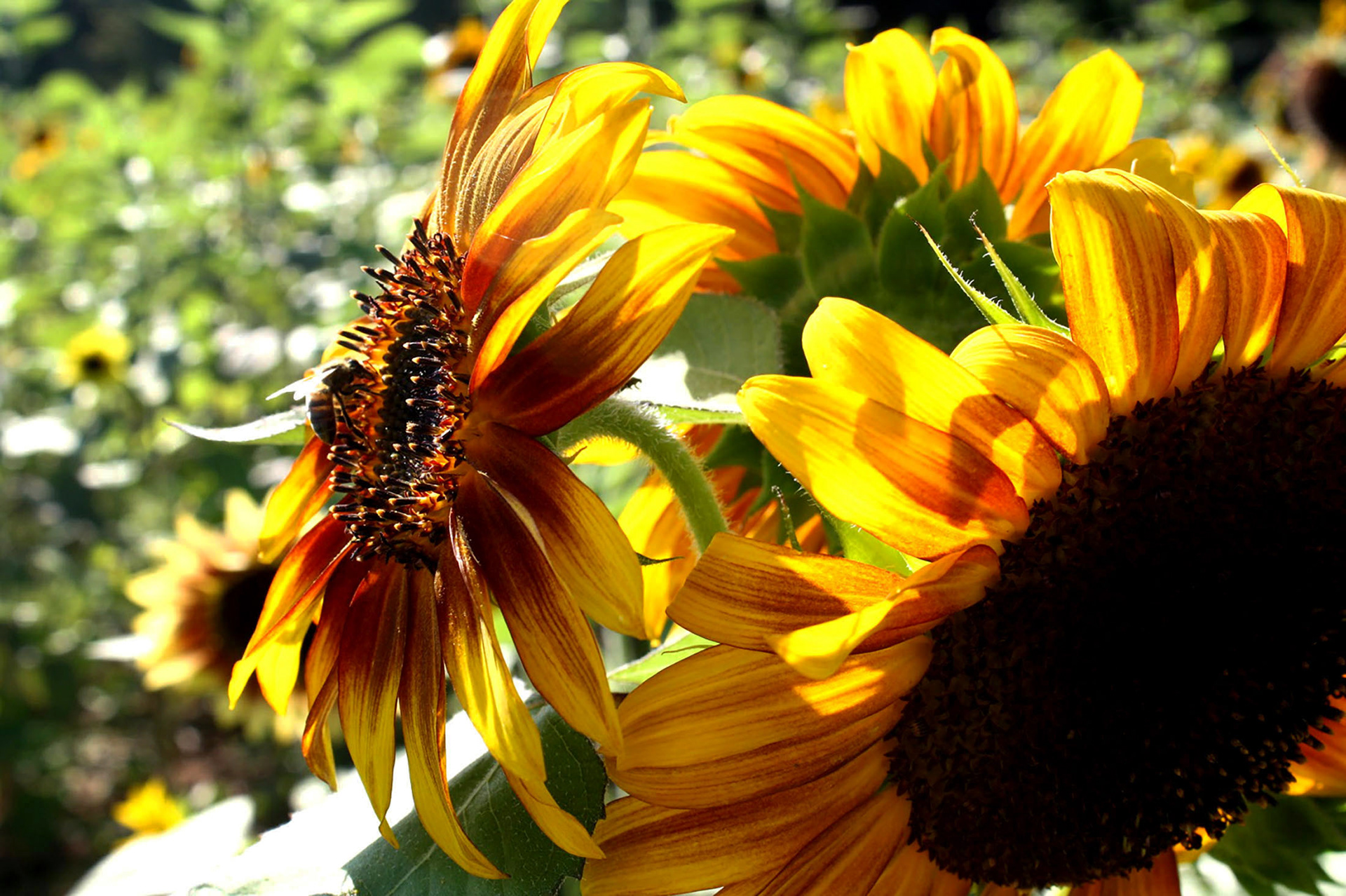 Sunny Buzz - Burnside Farms (Nokesville, VA)