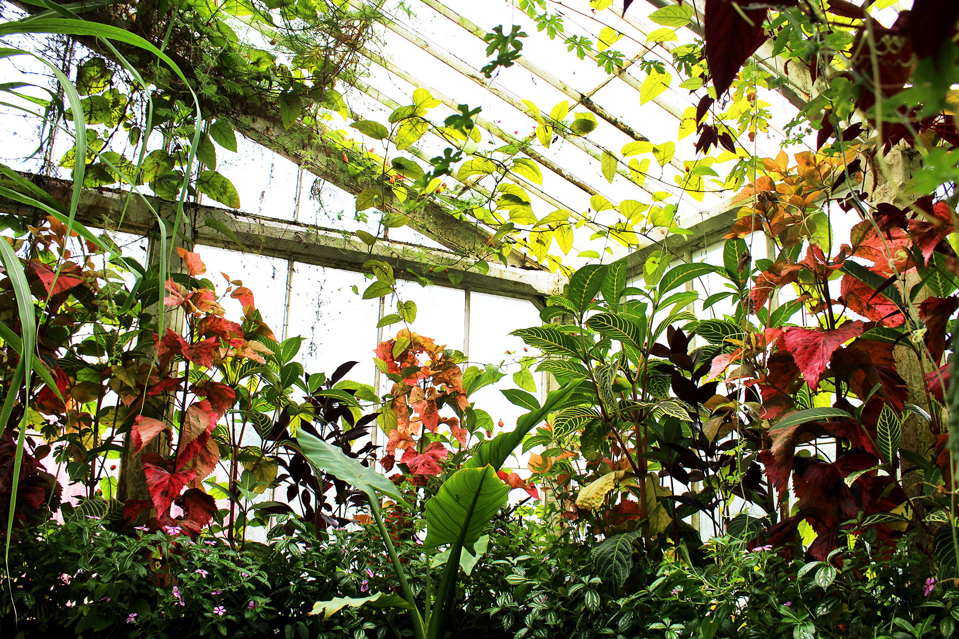 Pastel Jungle - London, England