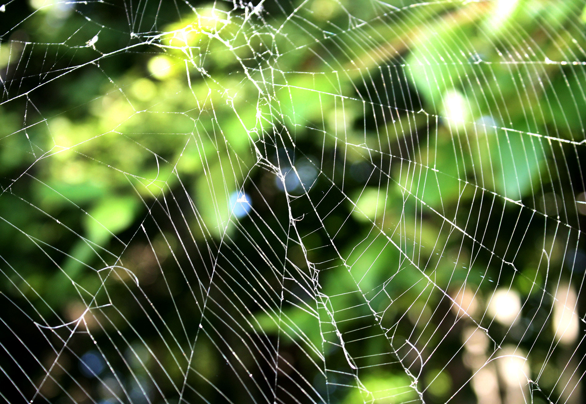 Prey - Mom's Garden (Burke, VA)