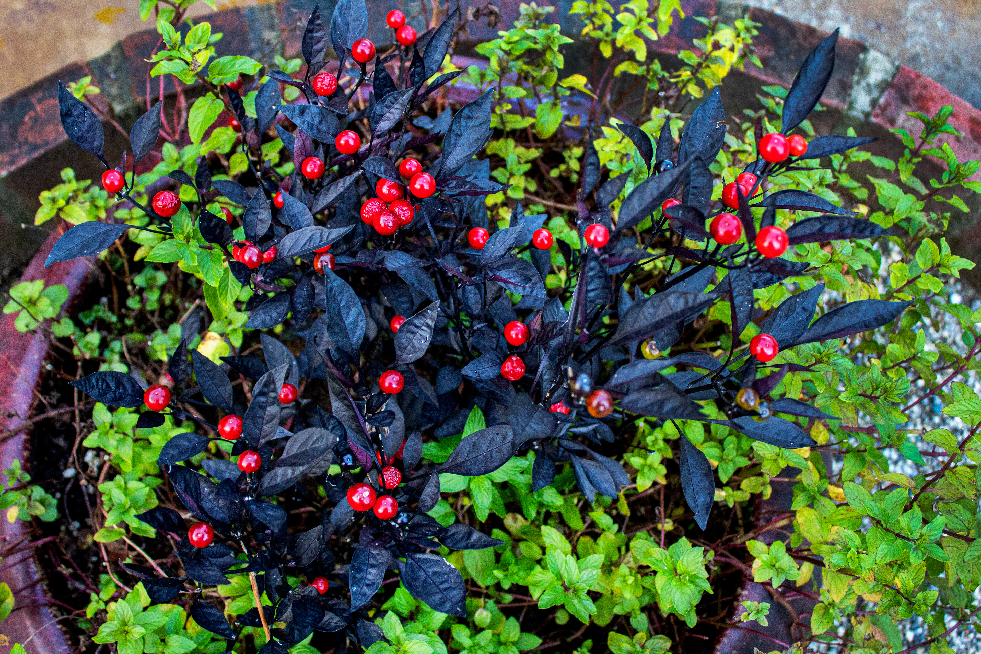 Scarlet Seeds - Ladew Topiary Gardens (Monkton, MD)