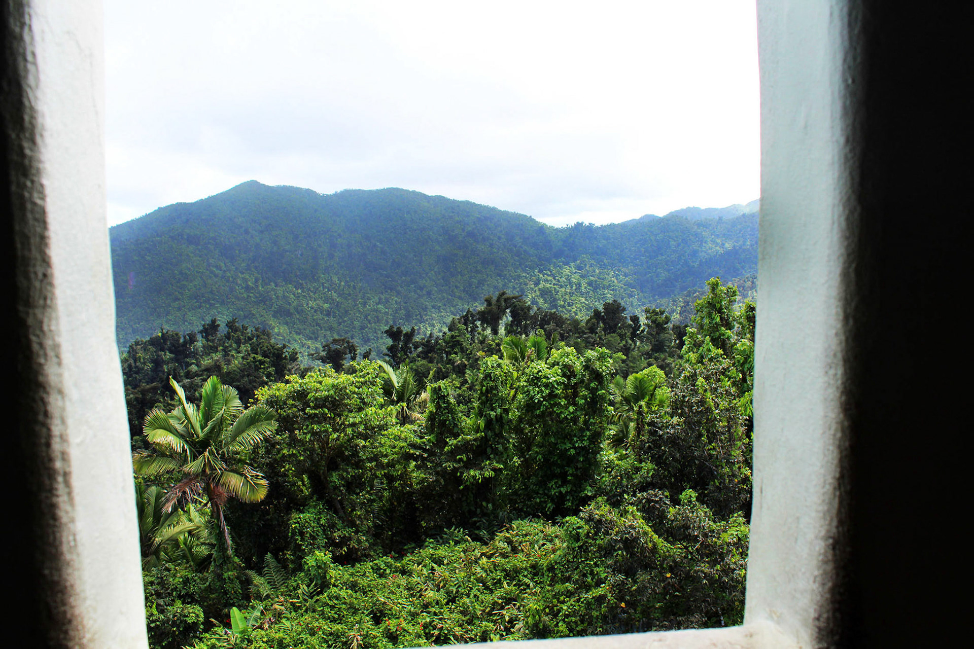 Peek of Paradise - El Yunque (Puerto Rico)