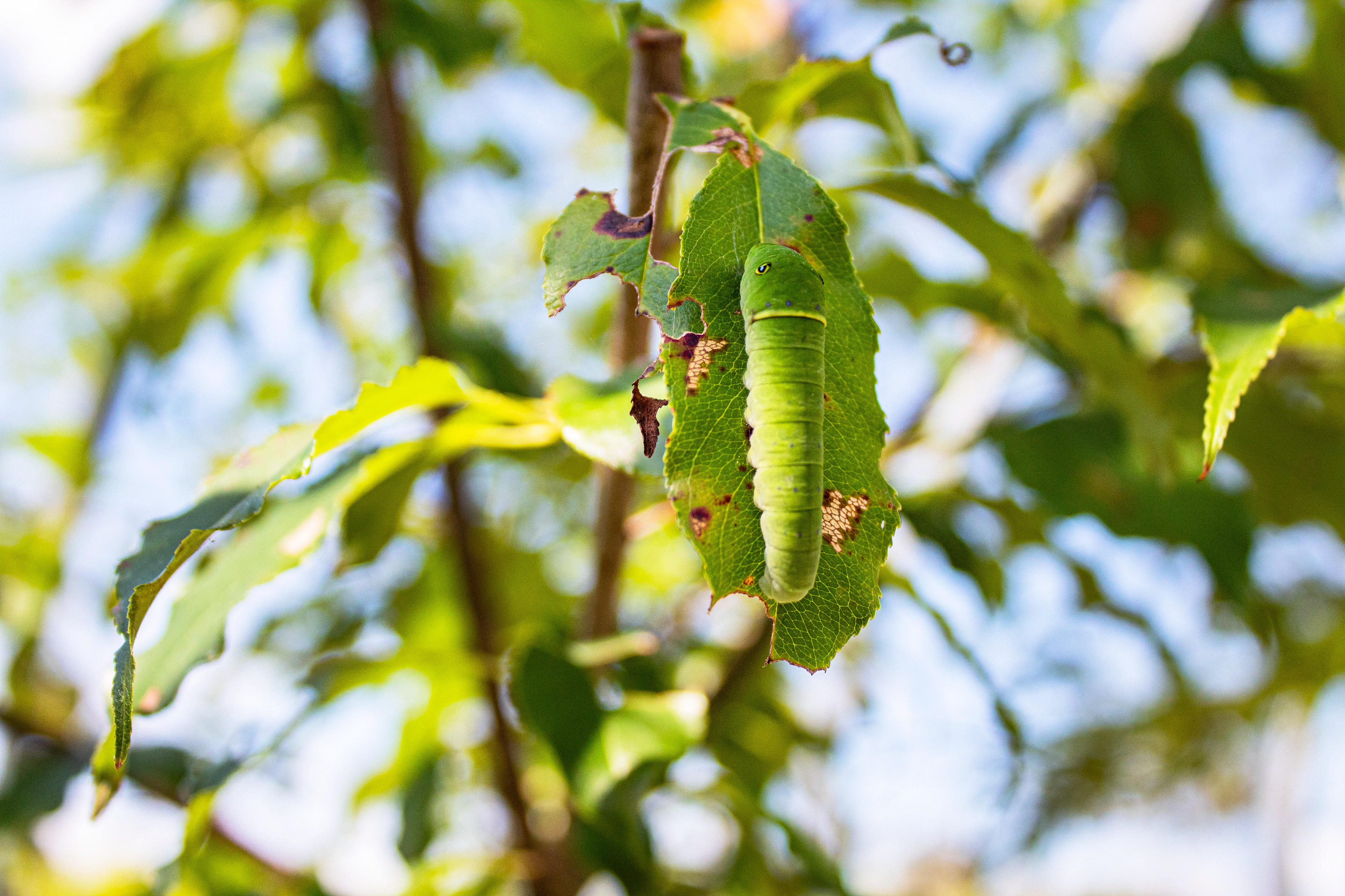 Leafy Lullaby - Ladew Topiary Gardens (Monkton, MD)