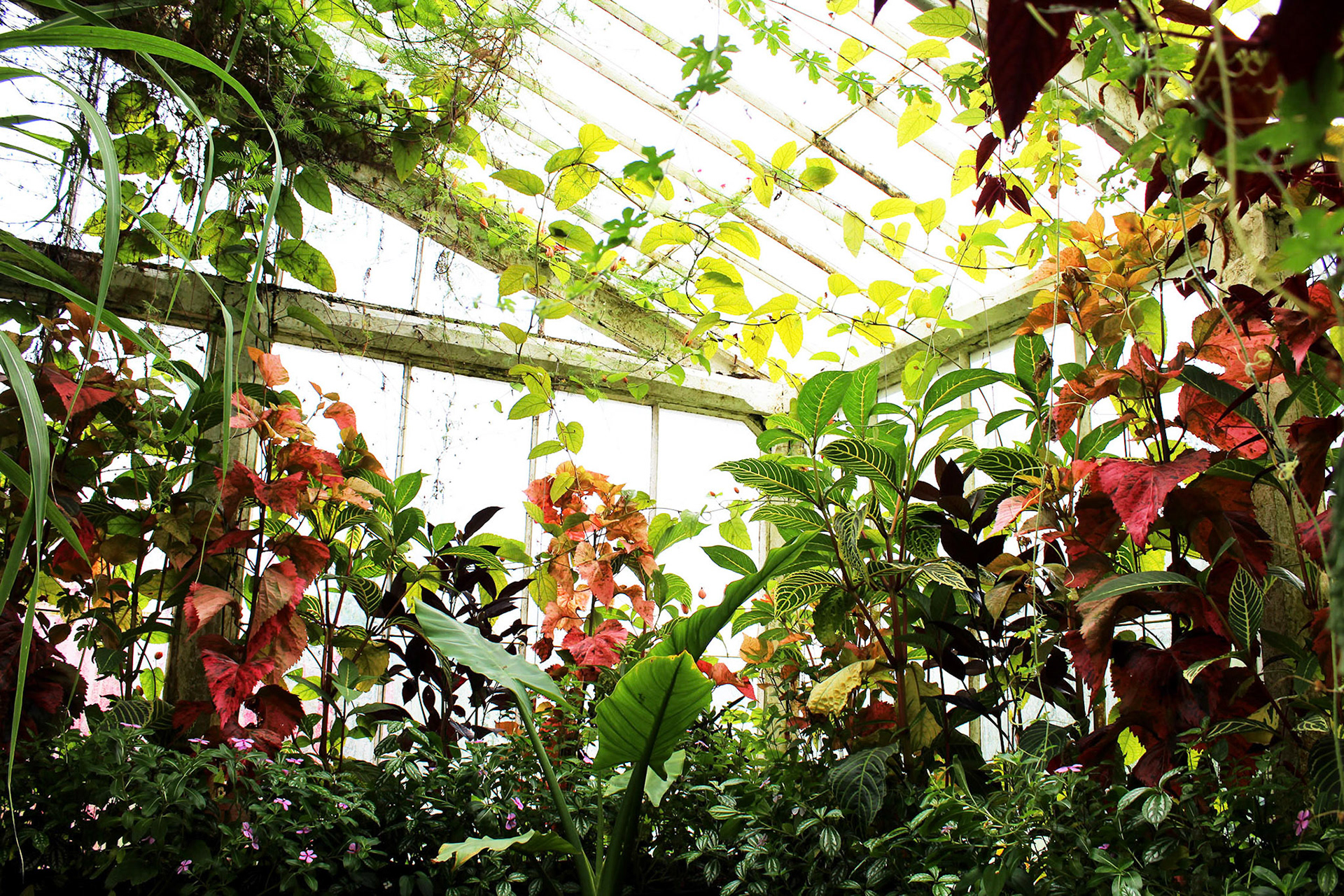 Pastel Jungle - Kew Gardens (England)