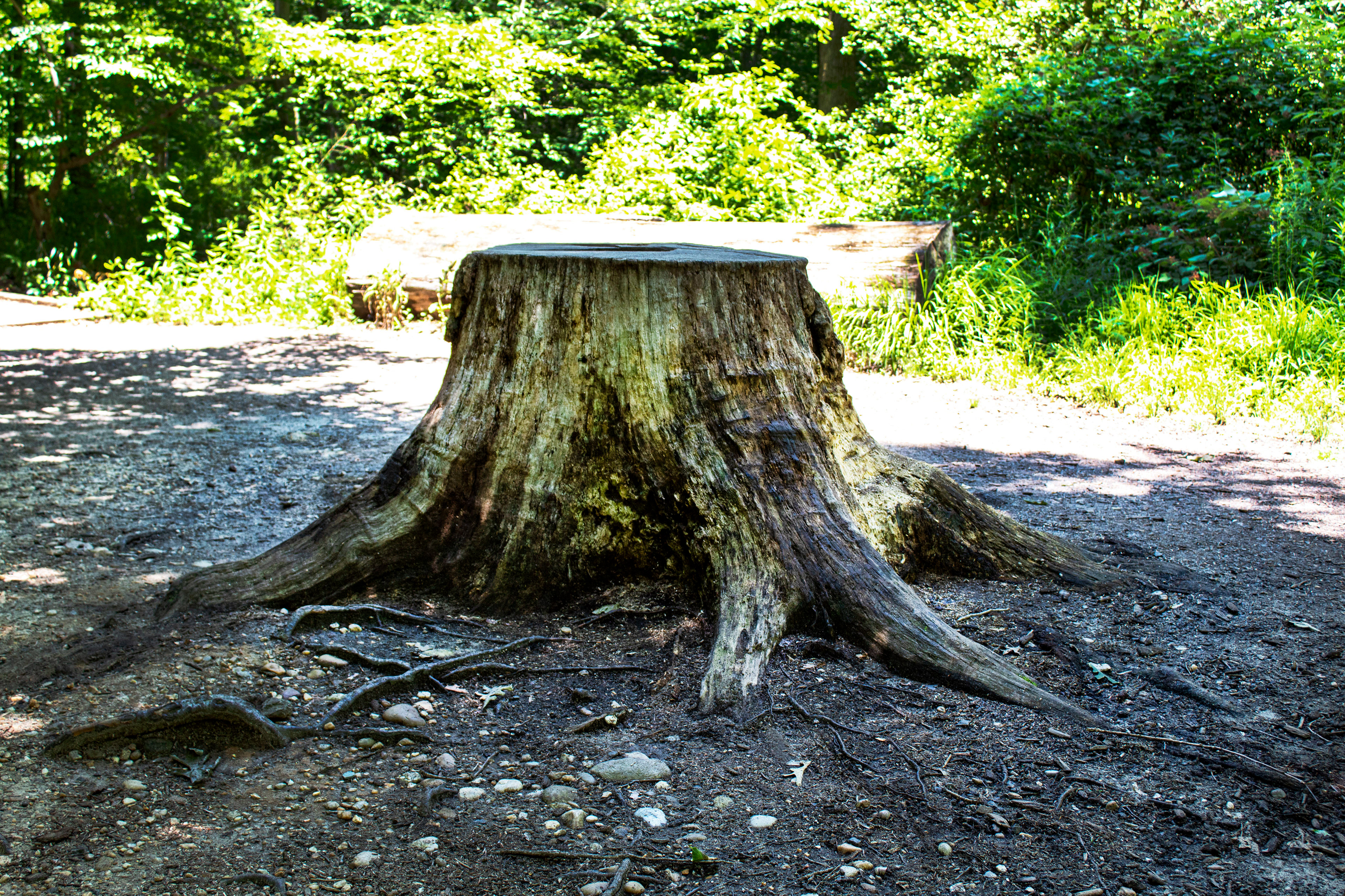 Stumped - Green Spring Gardens (Alexandria, VA)