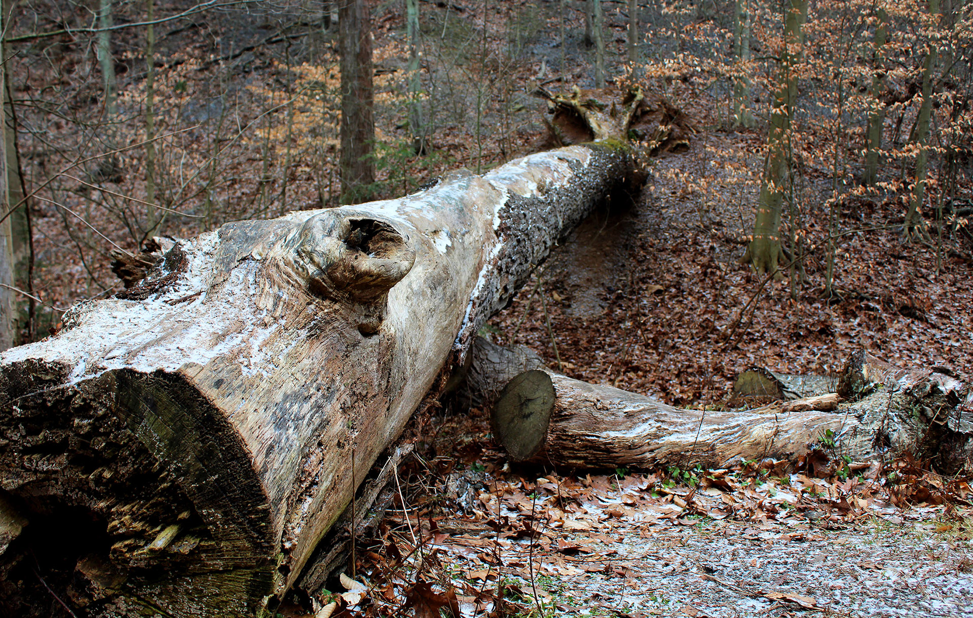 Fallen Solider - Pittsburgh, PA
