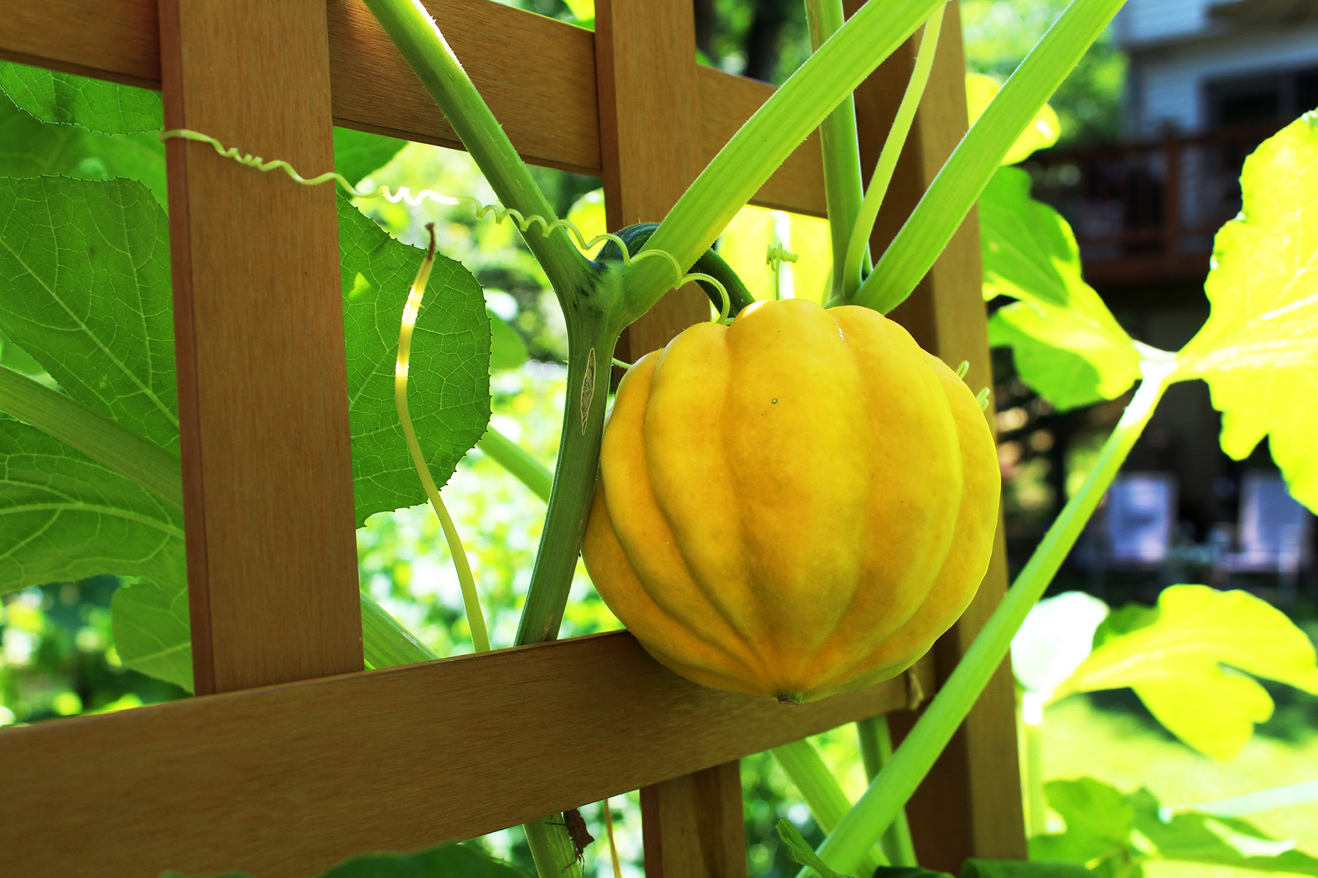 Golden Gourd - Mom's Garden (Burke, VA)
