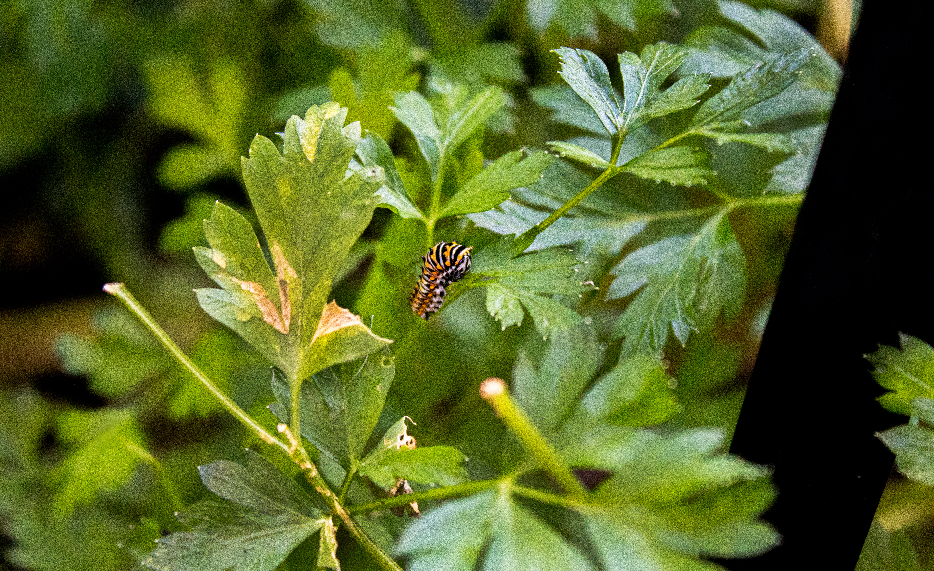 Creepy Crawly - Ladew Topiary Gardens (Monkton, MD)