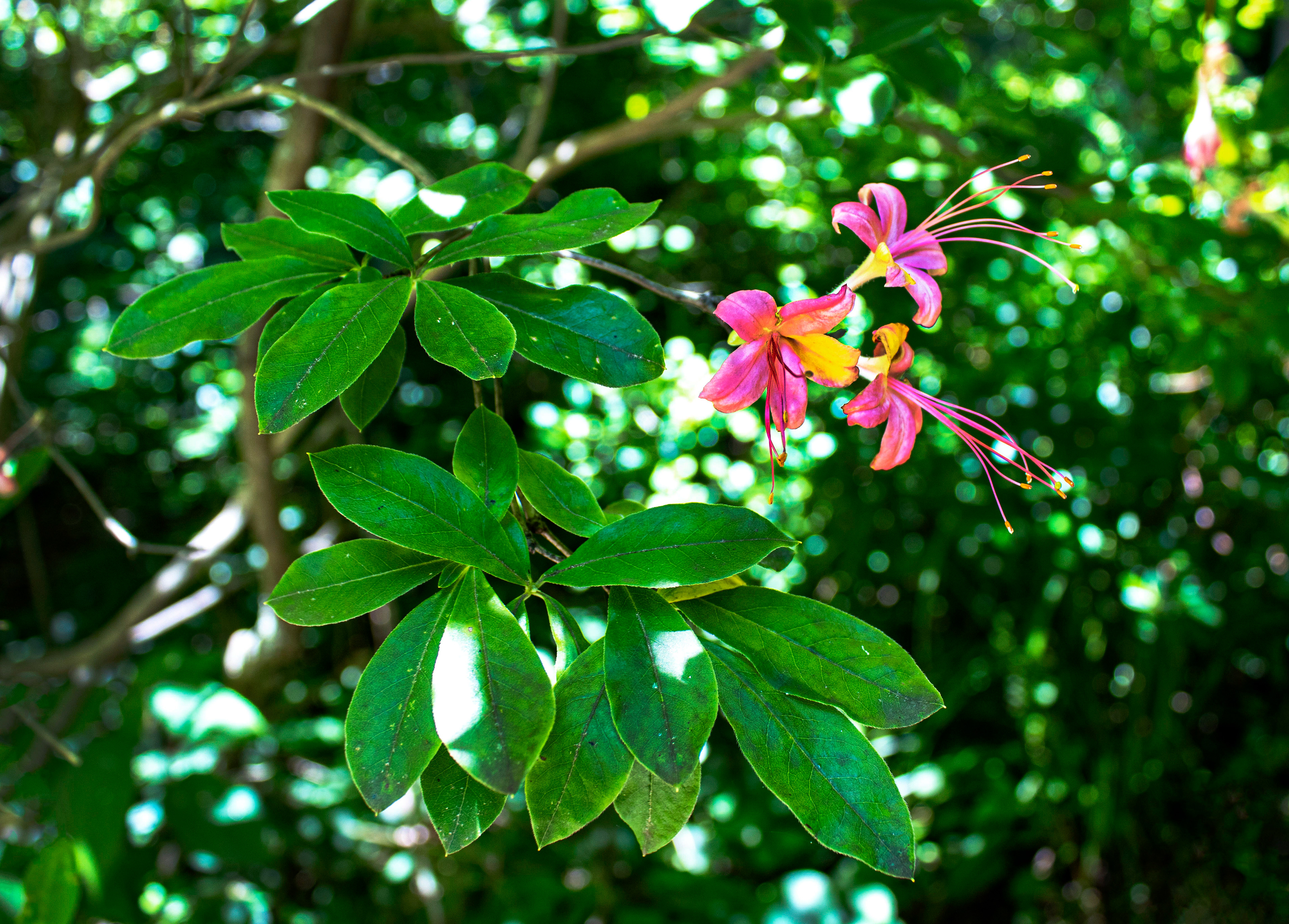 A Touch of Pink - Green Spring Gardens (Alexandria, VA)