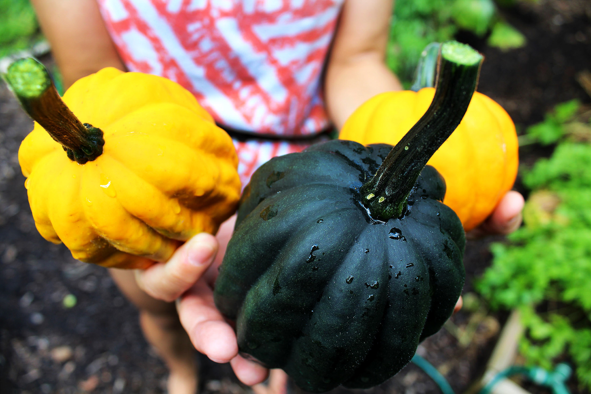 Happy Harvest - Mom's Garden (Burke, VA)