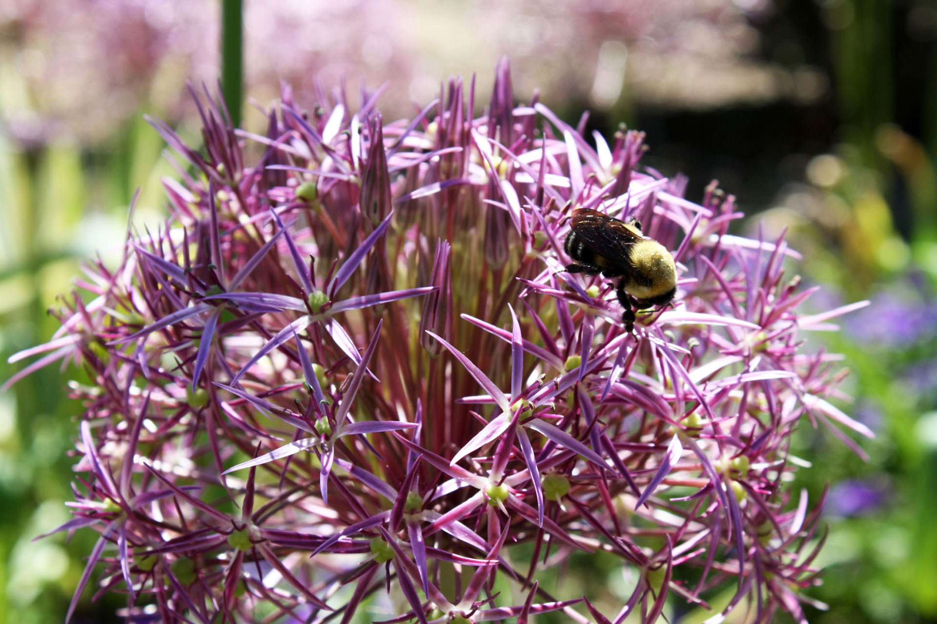 The Flower Friend - National Arboretum (Washington D.C.)
