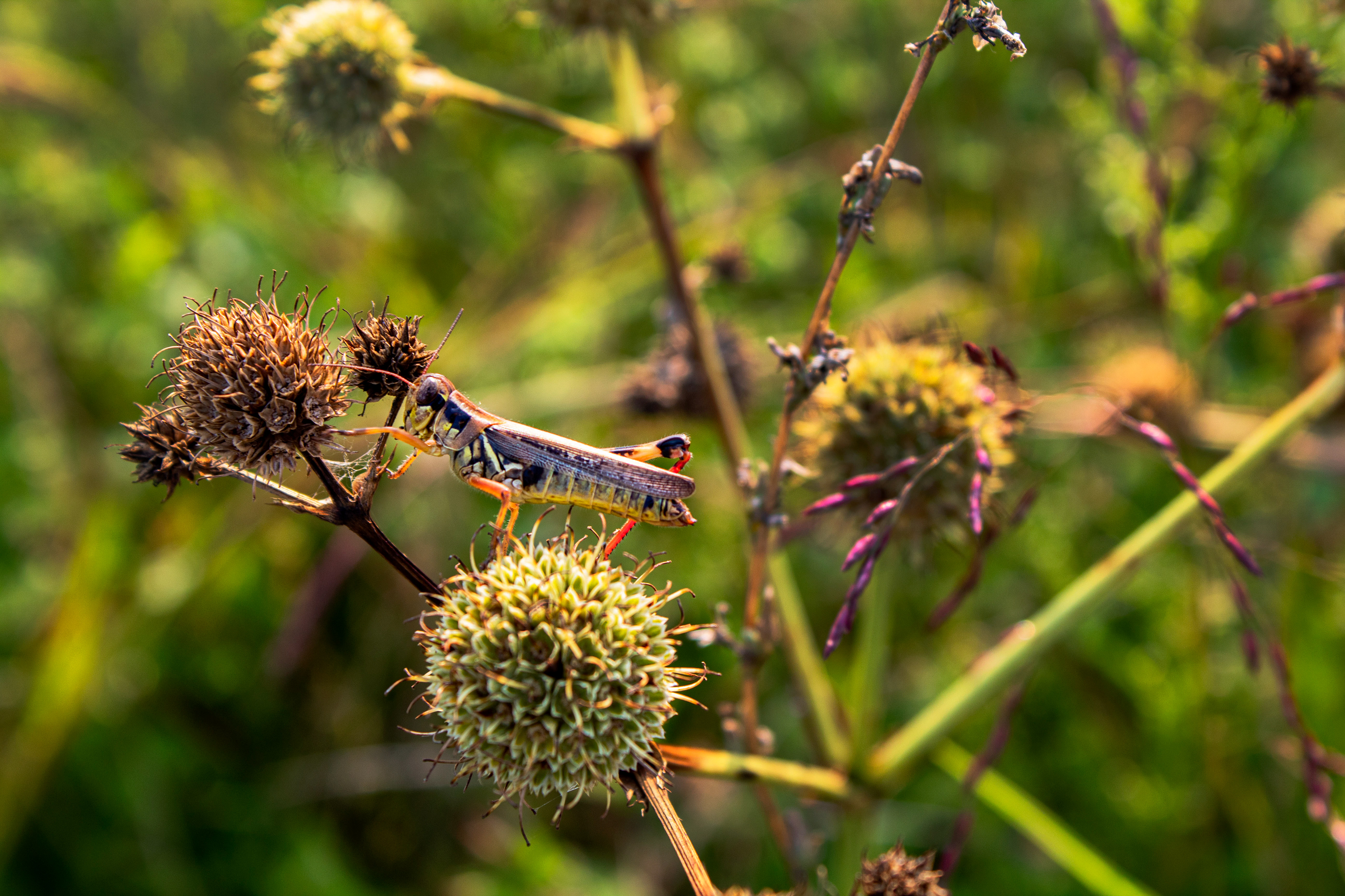 Hops and Pods - Glenstone Gardens (Travilah, MD)