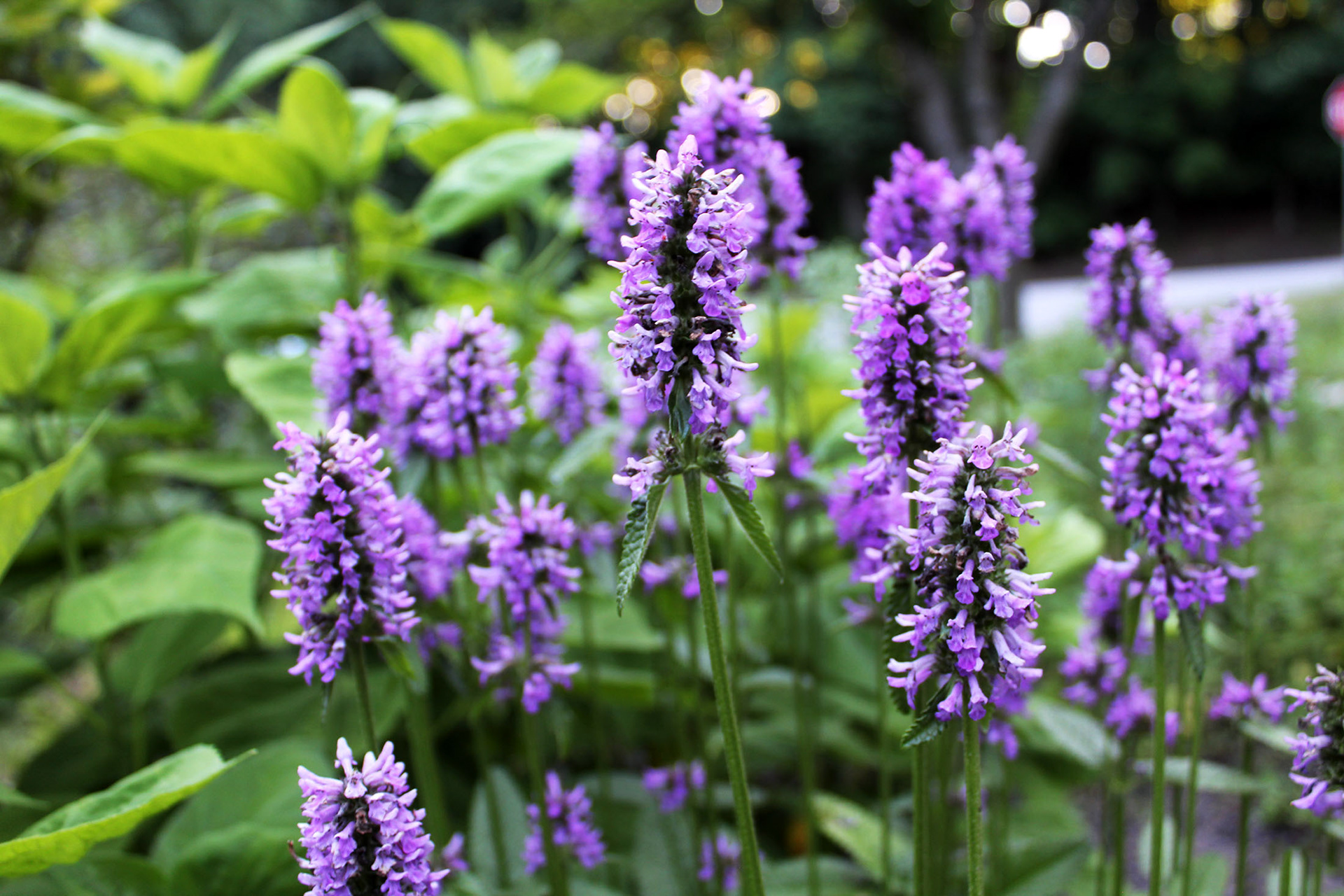 Lavender Luxe - Schenley Park (Pittsburgh, PA)