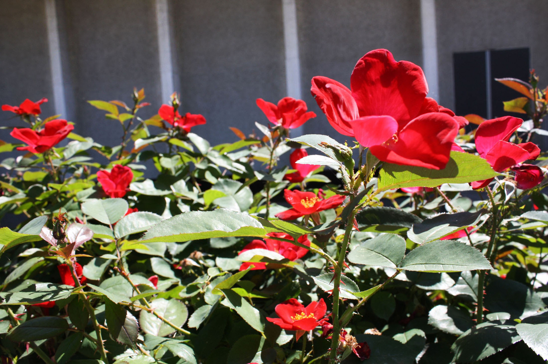 Ruby Blooms - National Arboretum (Washington D.C.)