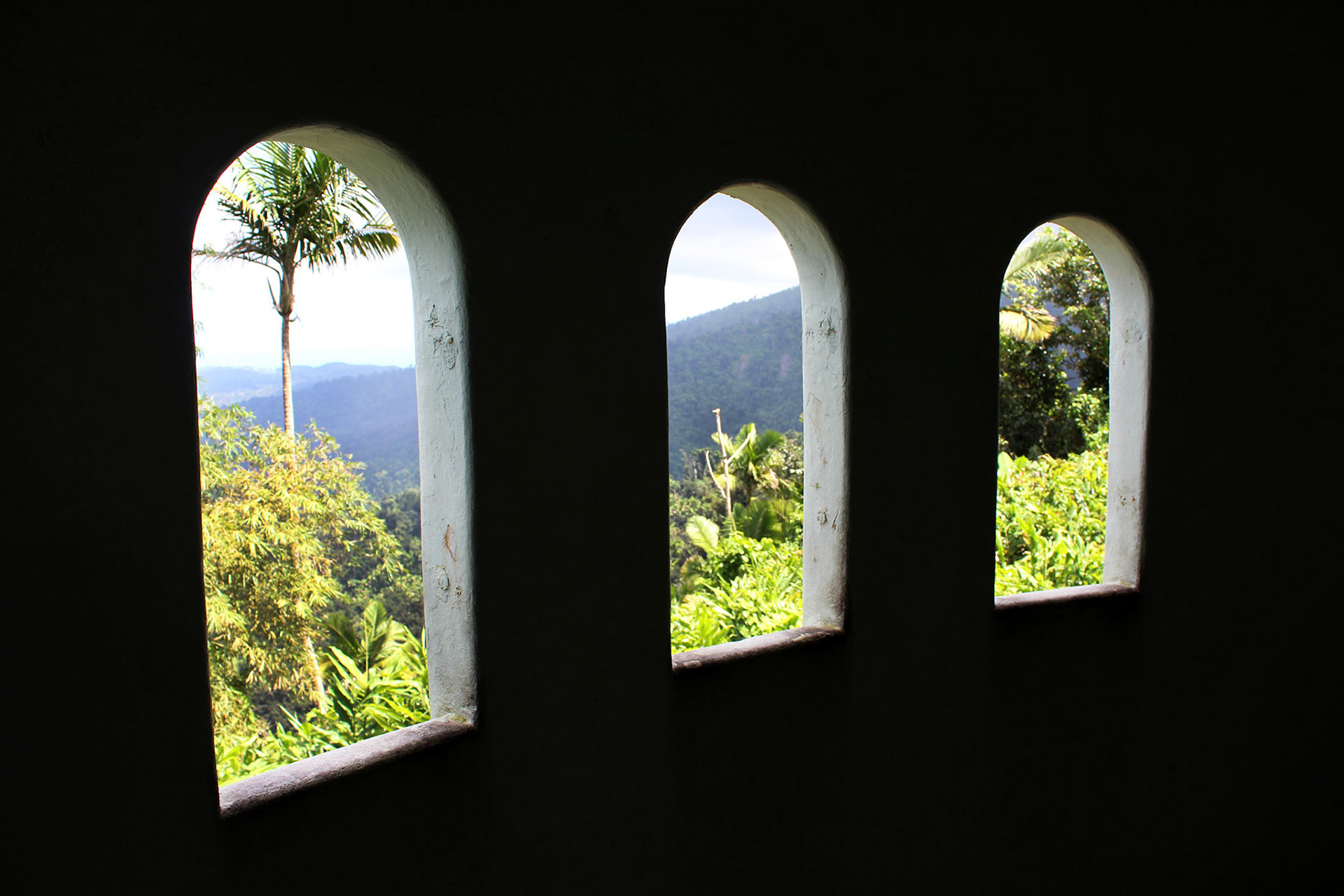 Tropical Glimpse - El Yunque (Puerto Rico)