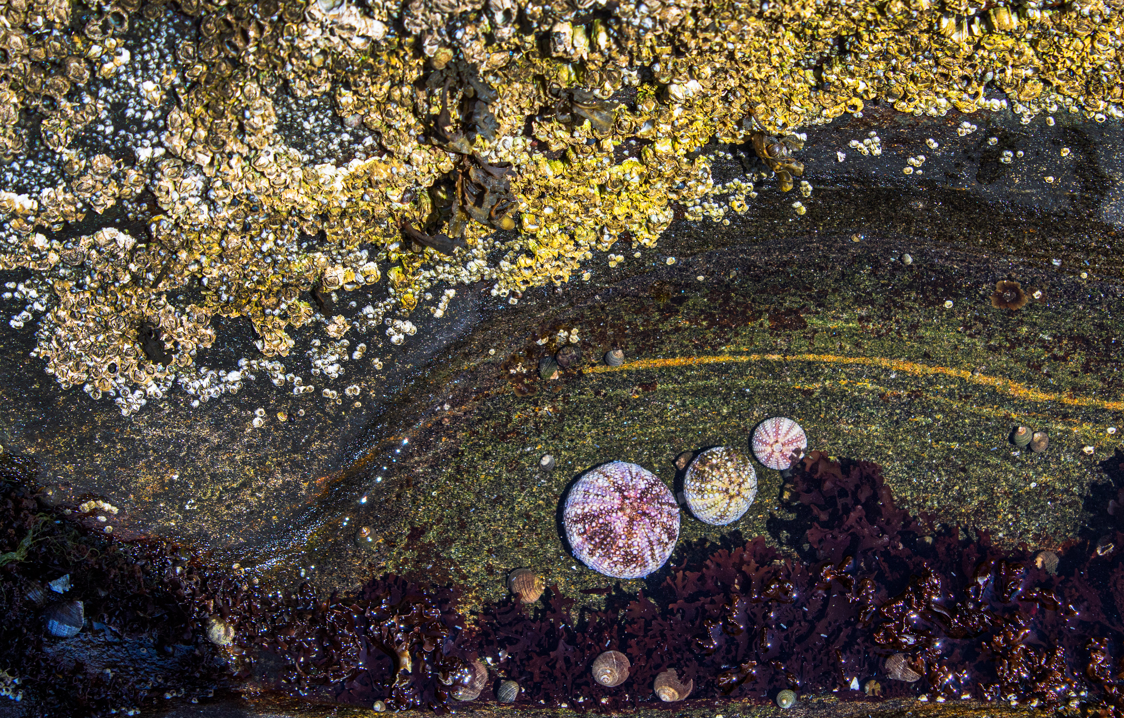 A Trio - Bristol, ME