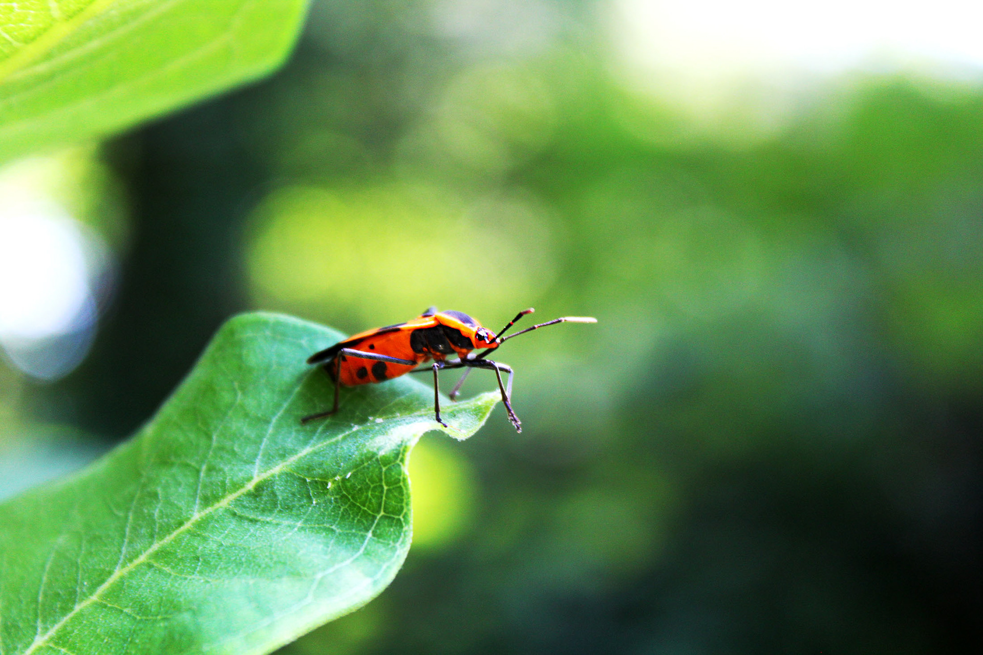 Red Rover - Mom's Garden (Burke, VA)