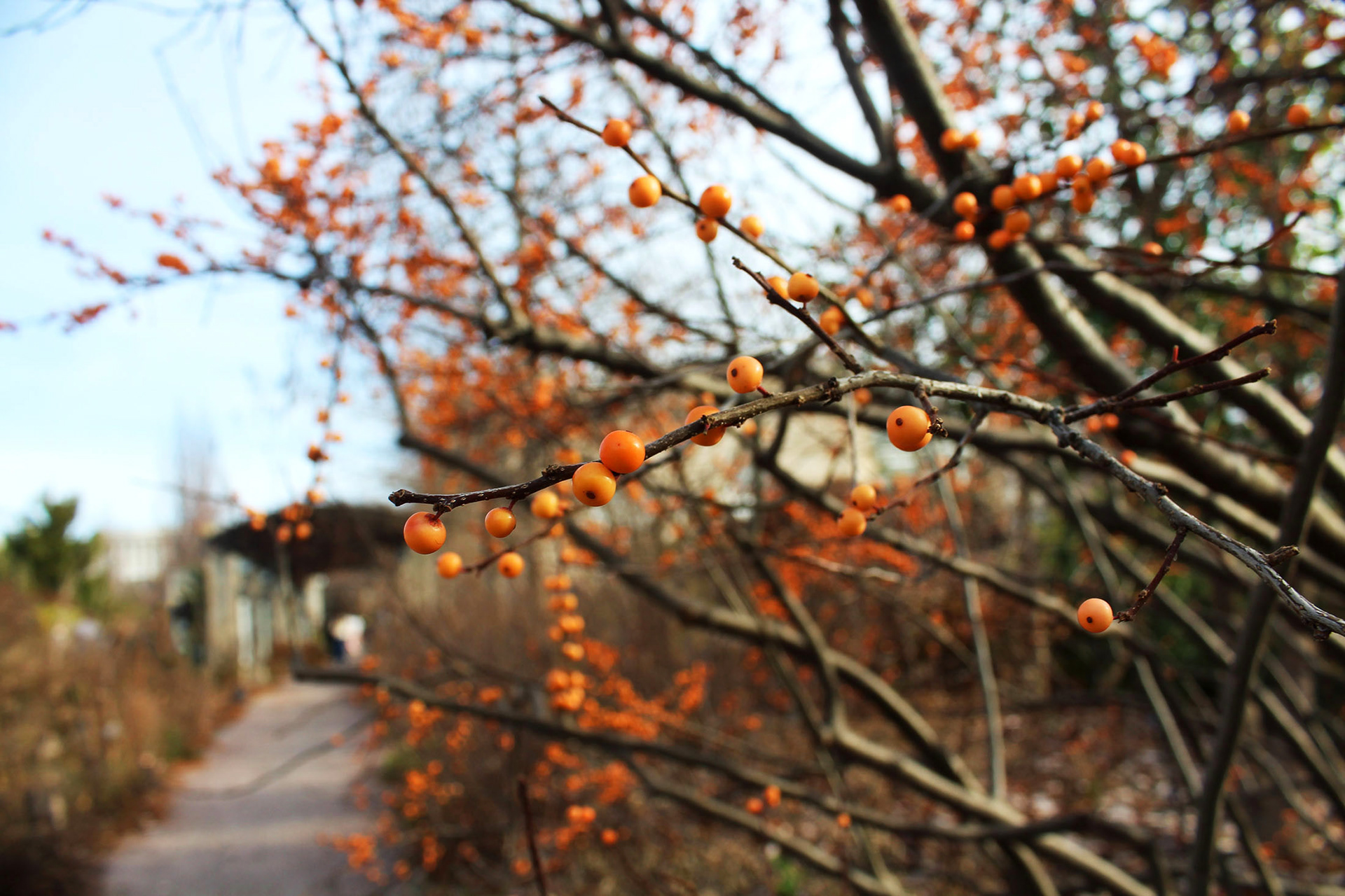 Orange Oasis - Washington D.C.