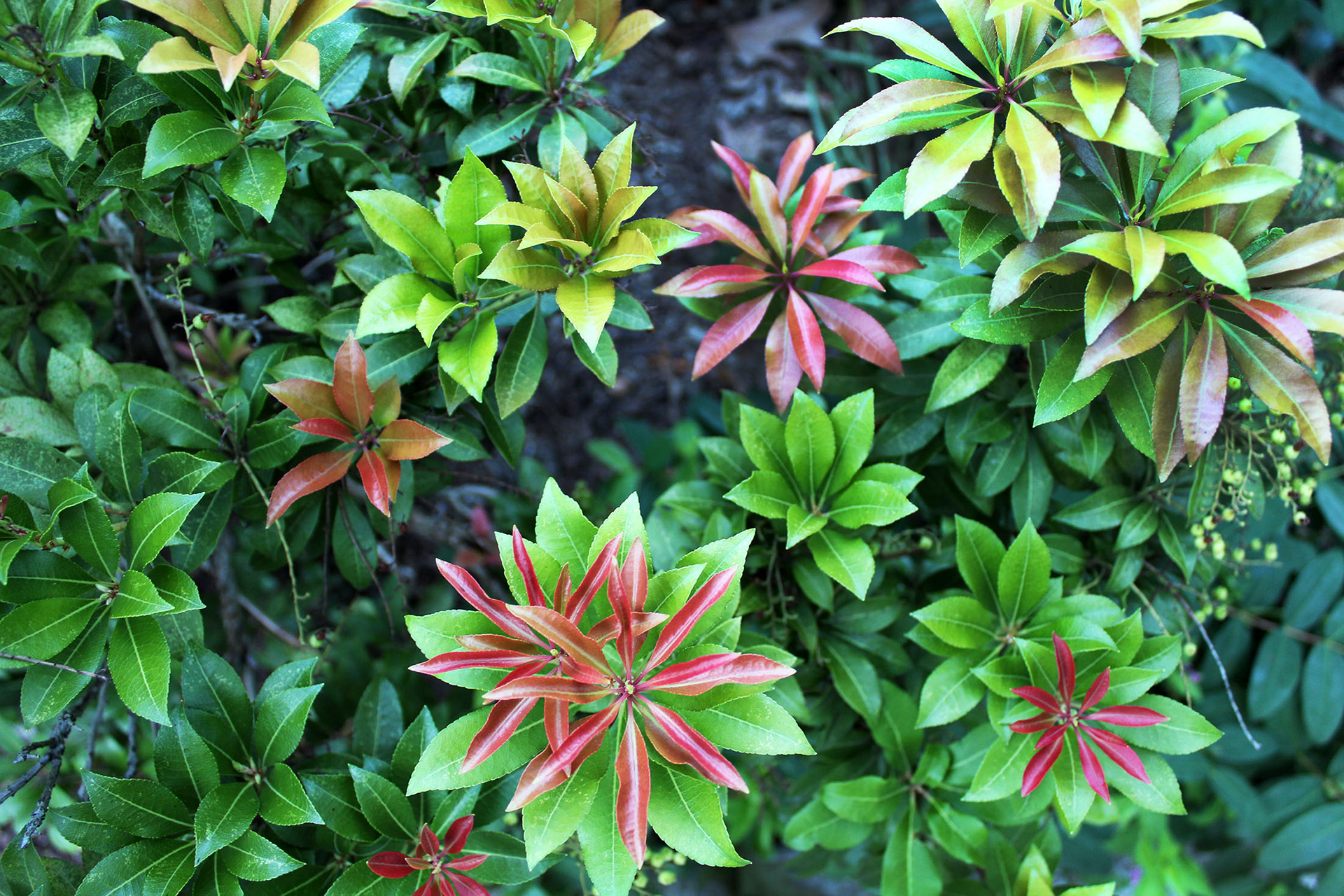 Starburst - Schenley Park (Pittsburgh, PA)
