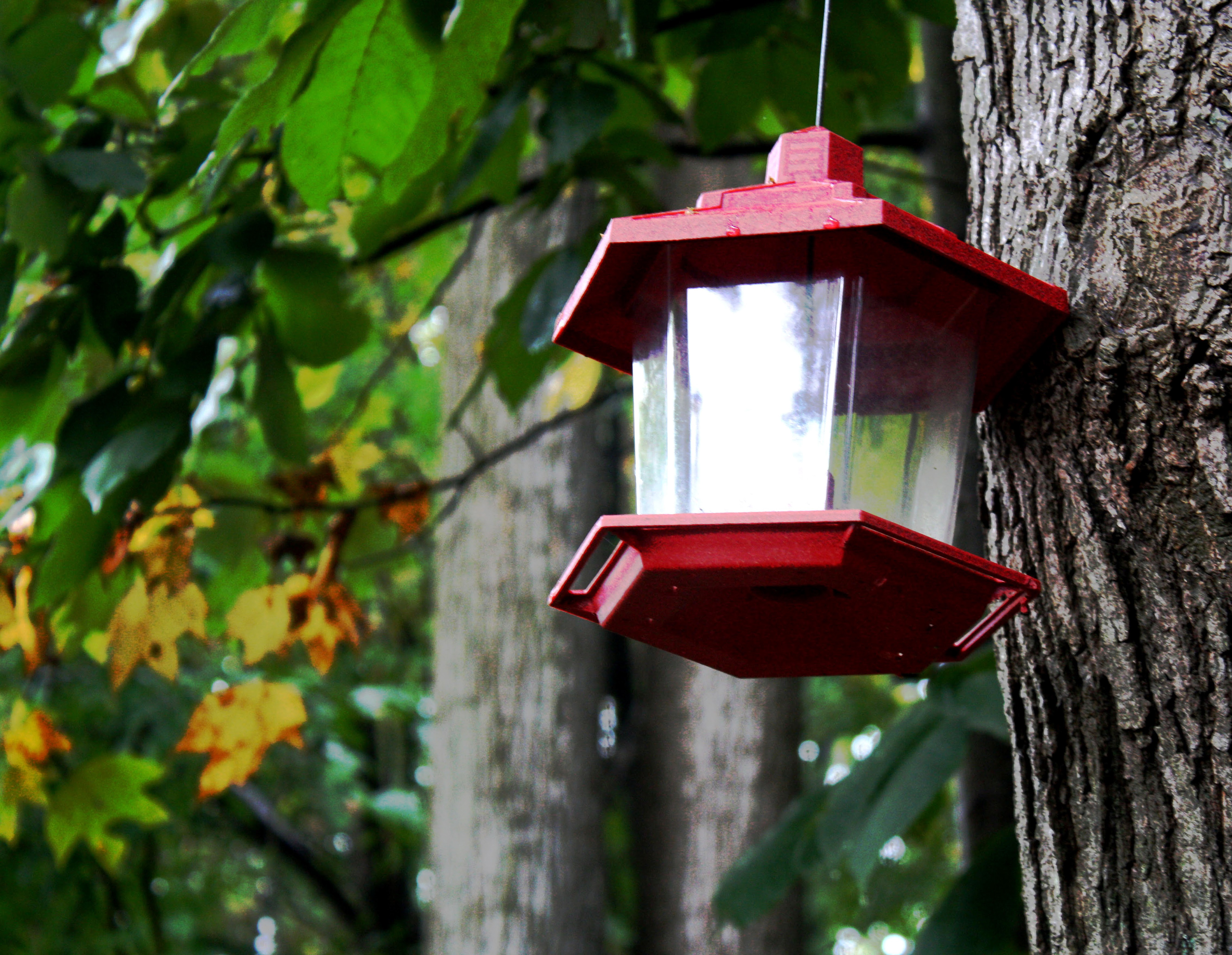 Silent Hunger - Mom's Garden (Burke, VA)