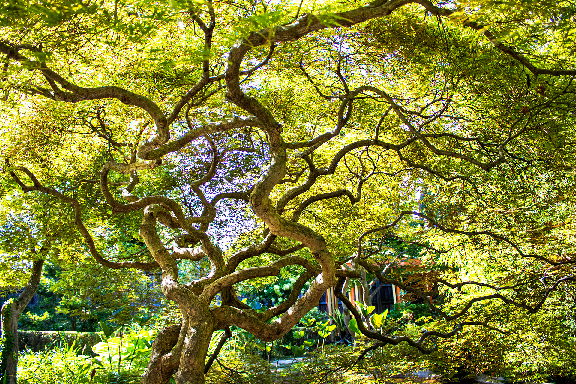 Twisted Tree - Ladew Topiary Gardens (Monkton, MD)