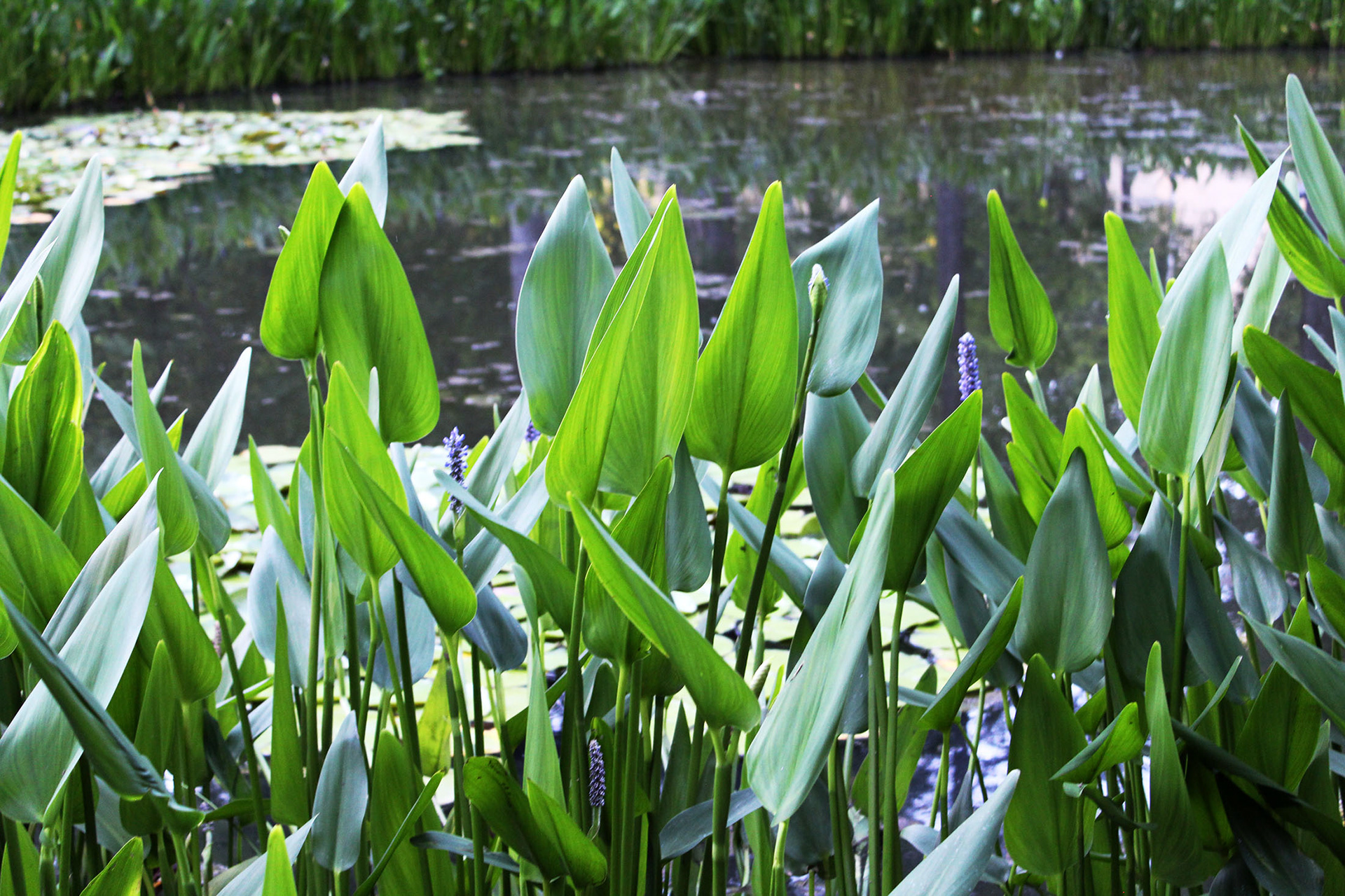 Calming Pond - Schenley Park (Pittsburgh, PA)