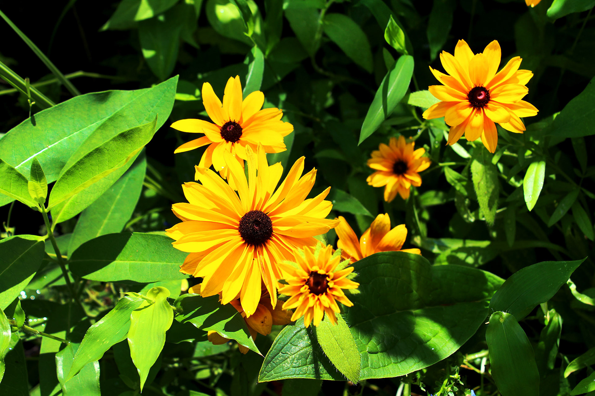 Sunshine Blossoms - Mom's Garden (Burke, VA)
