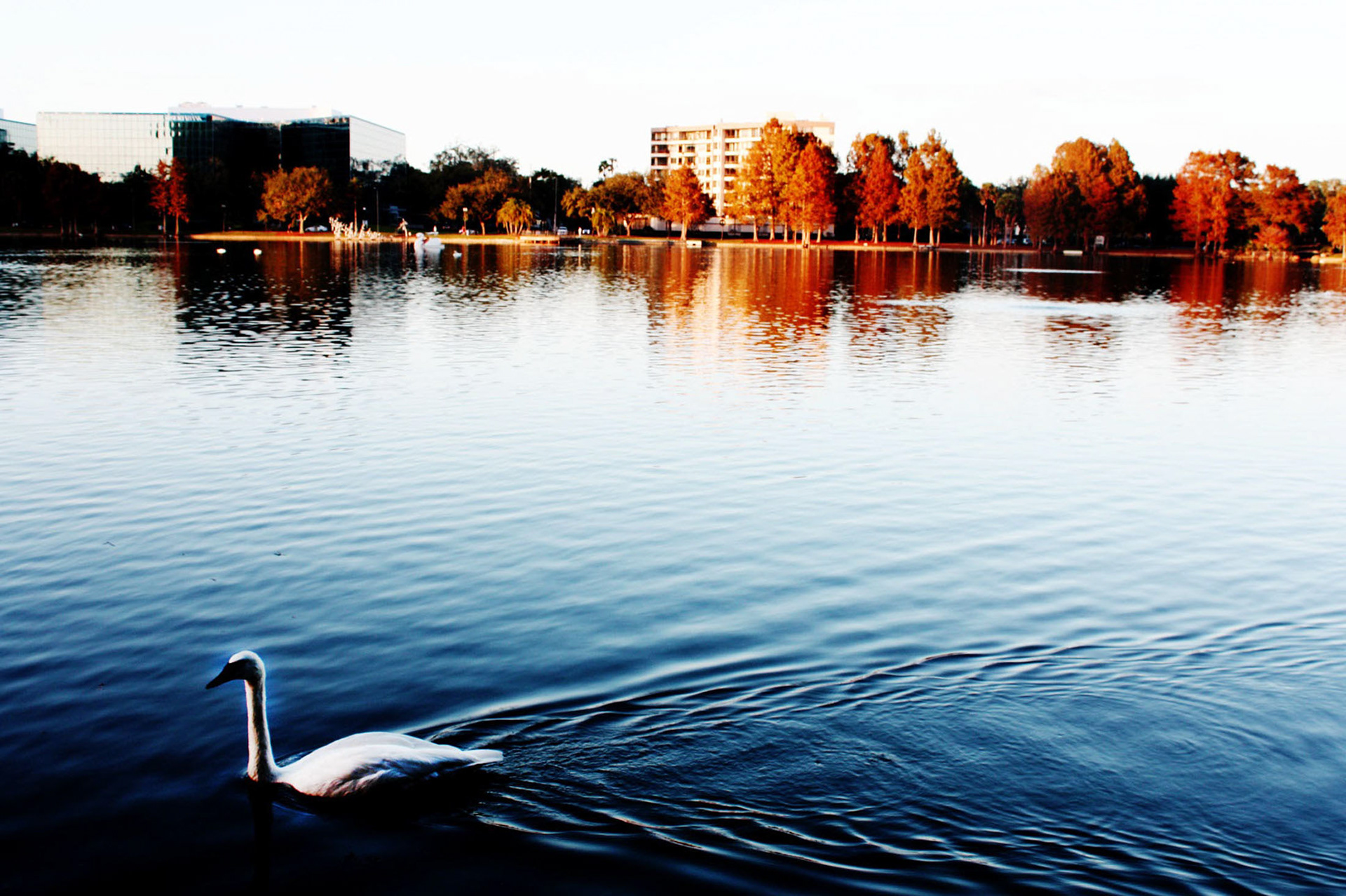 Swan Lake - Orlando, FL