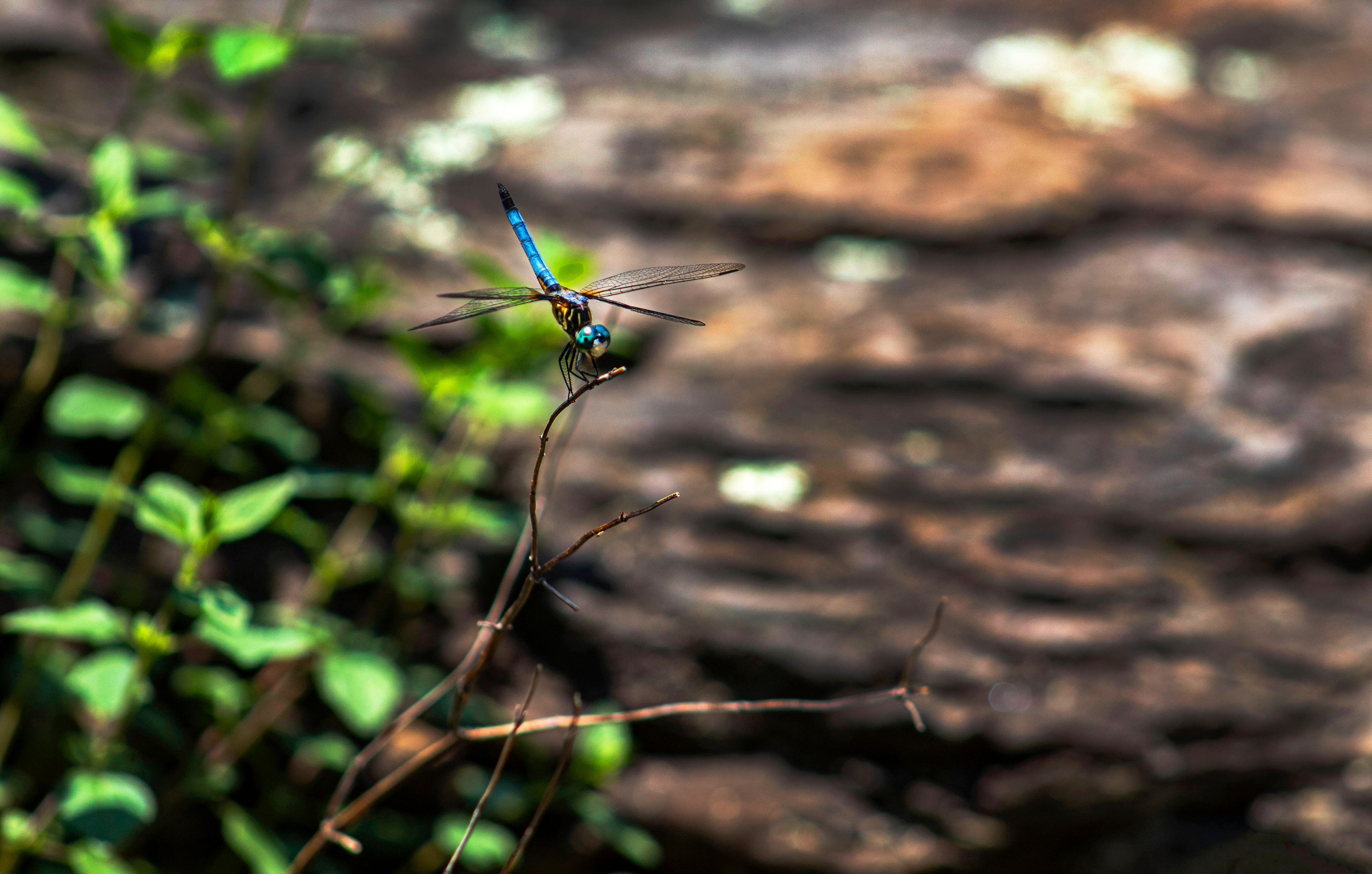 Jewel of the Branch - Green Spring Gardens (Alexandria, VA)