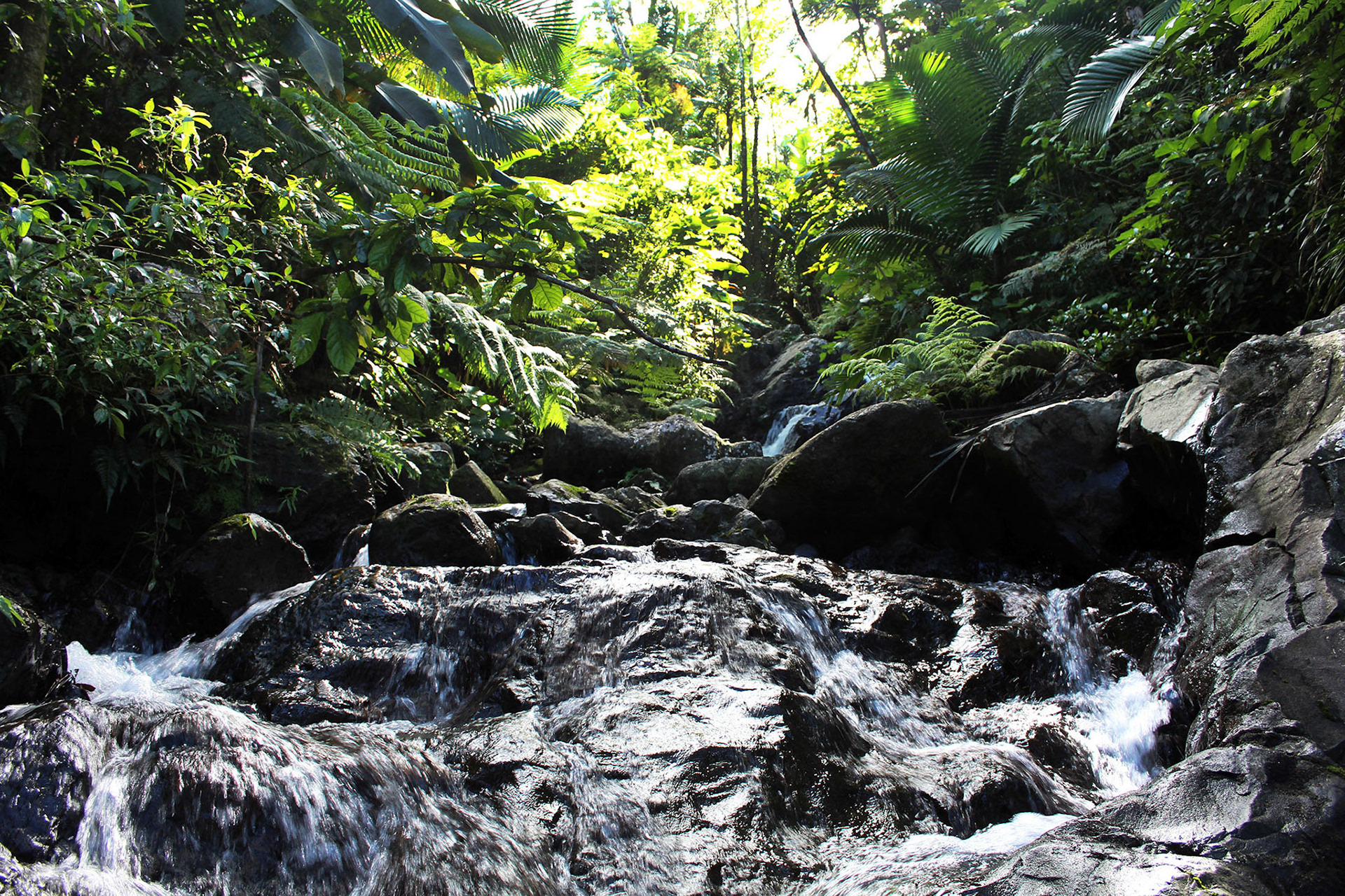 A Symphony in Stones - El Yunque (Puerto Rico)