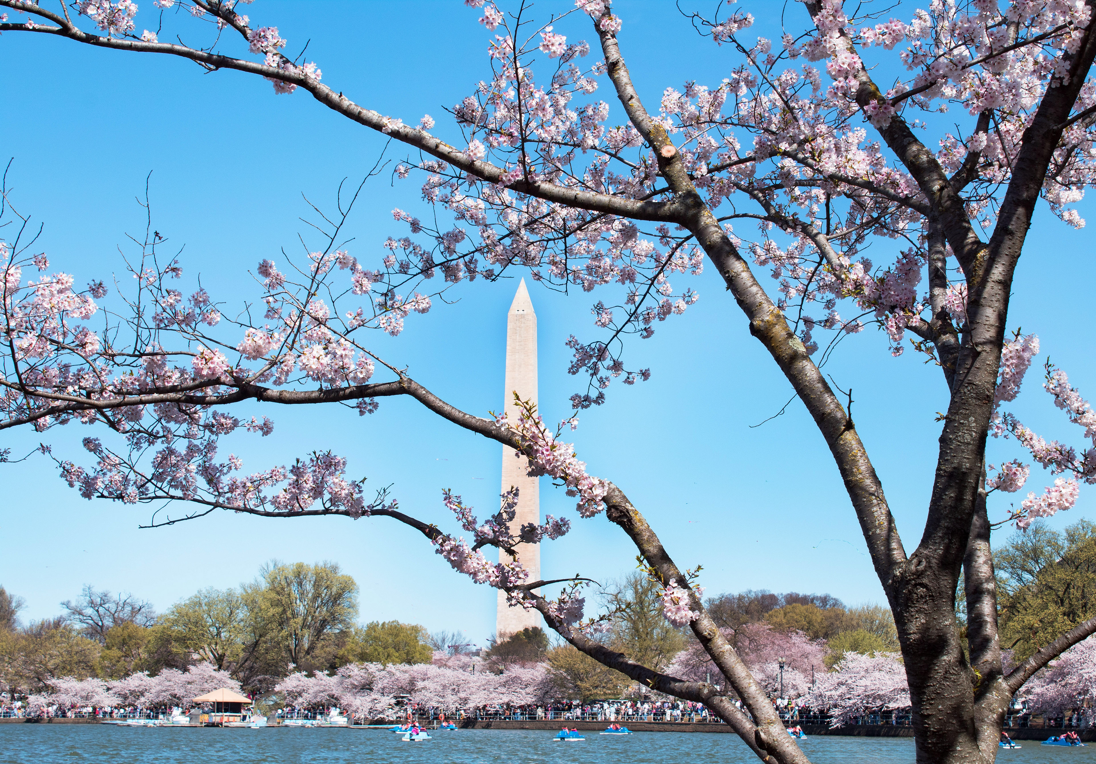 Washington Bloom - Washington D.C.