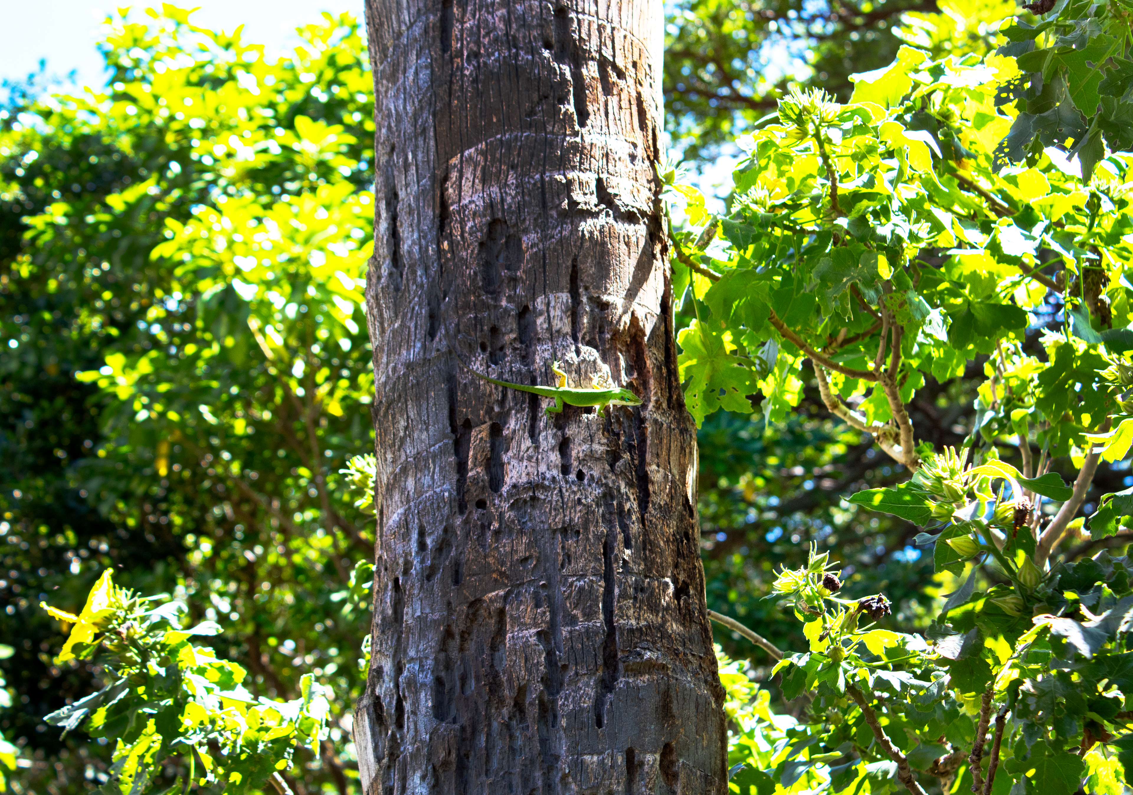 Hidden in the Green - Honolulu, HI