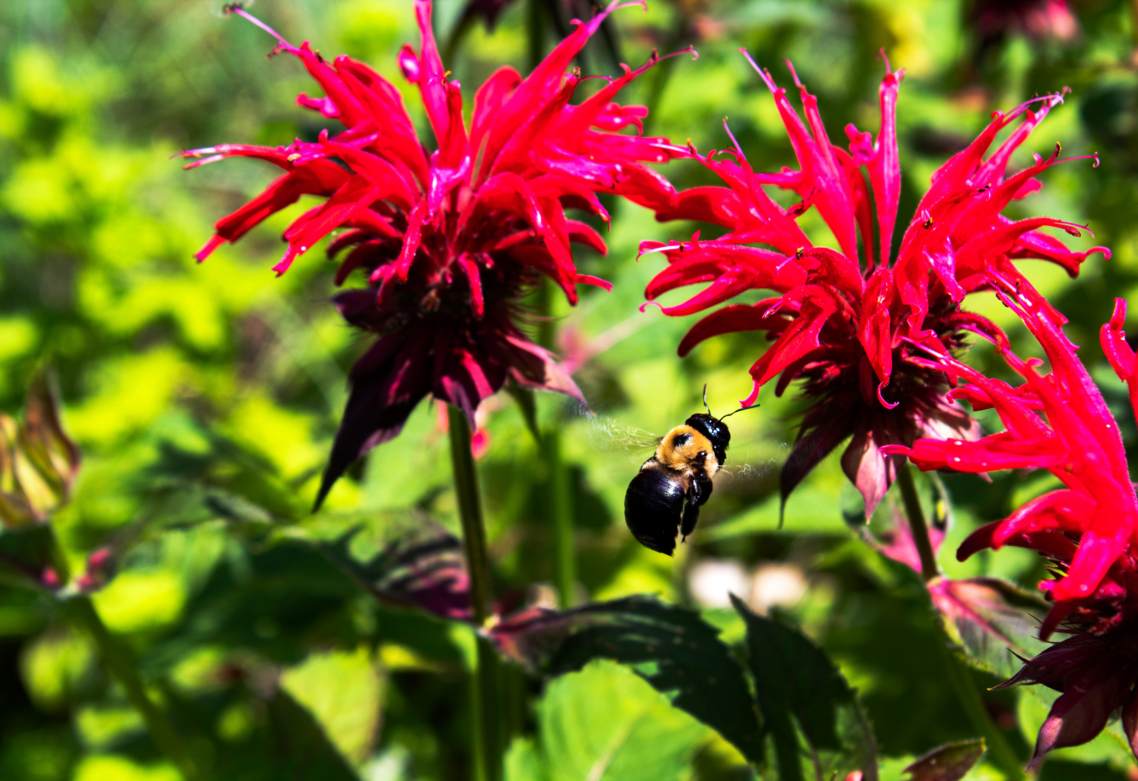Scarlet Pollinator - Green Spring Gardens (Alexandria, VA)