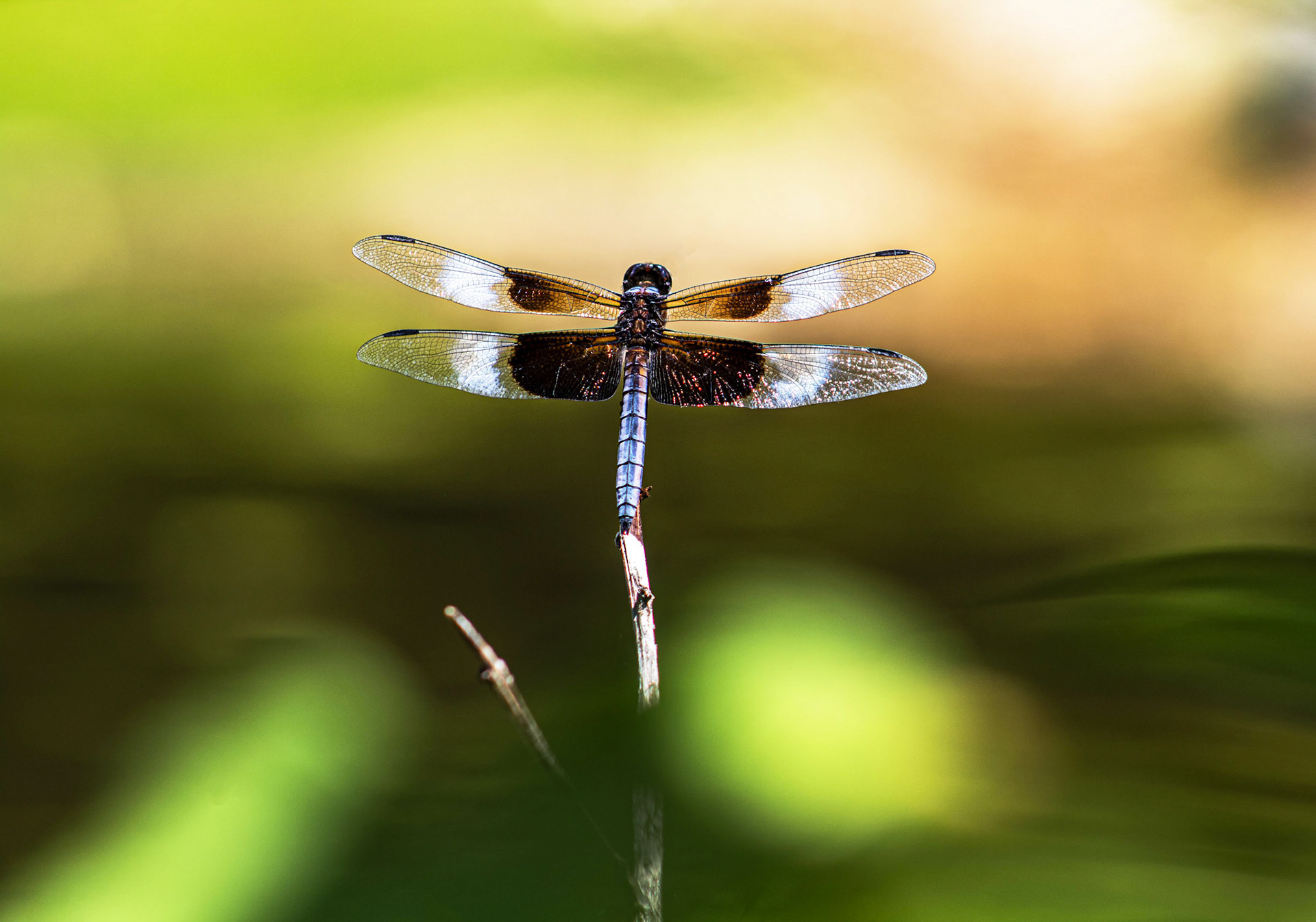 Pond's Perch - Green Spring Gardens (Alexandria, VA)