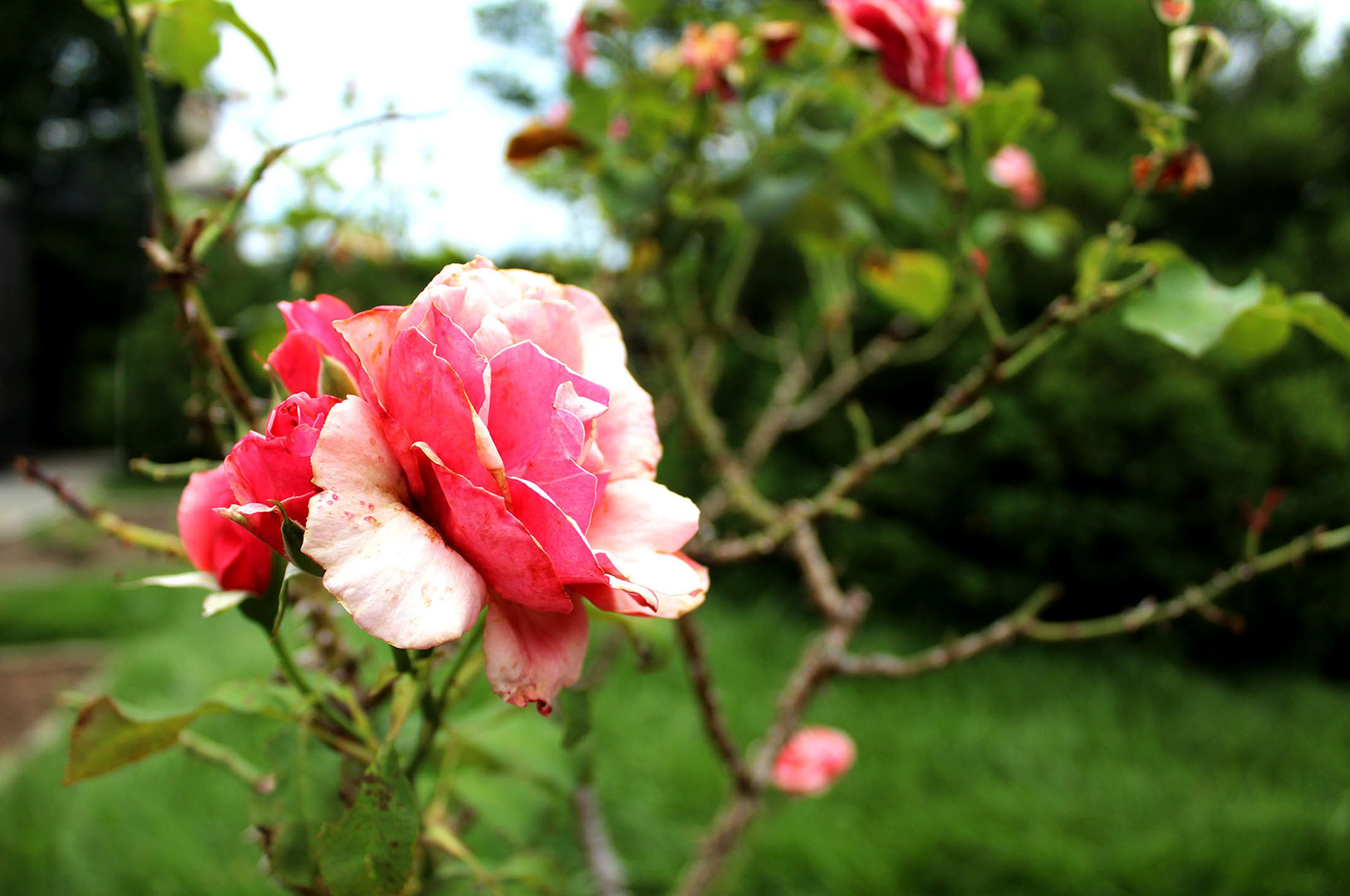 A Rose in Bloom - Dumbarton Oaks (Washington D.C.)
