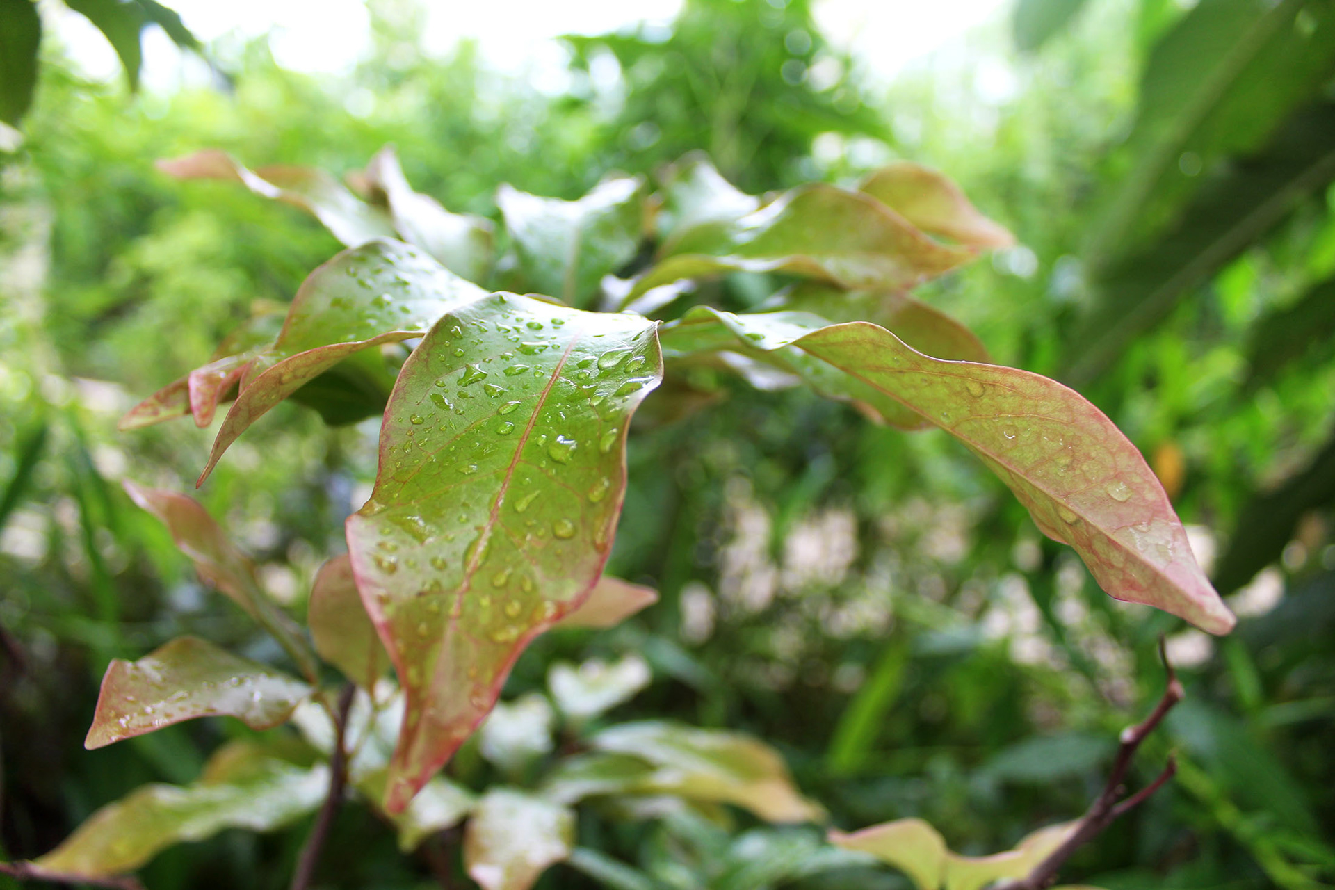 Dewy Delight - Kew Gardens (England)