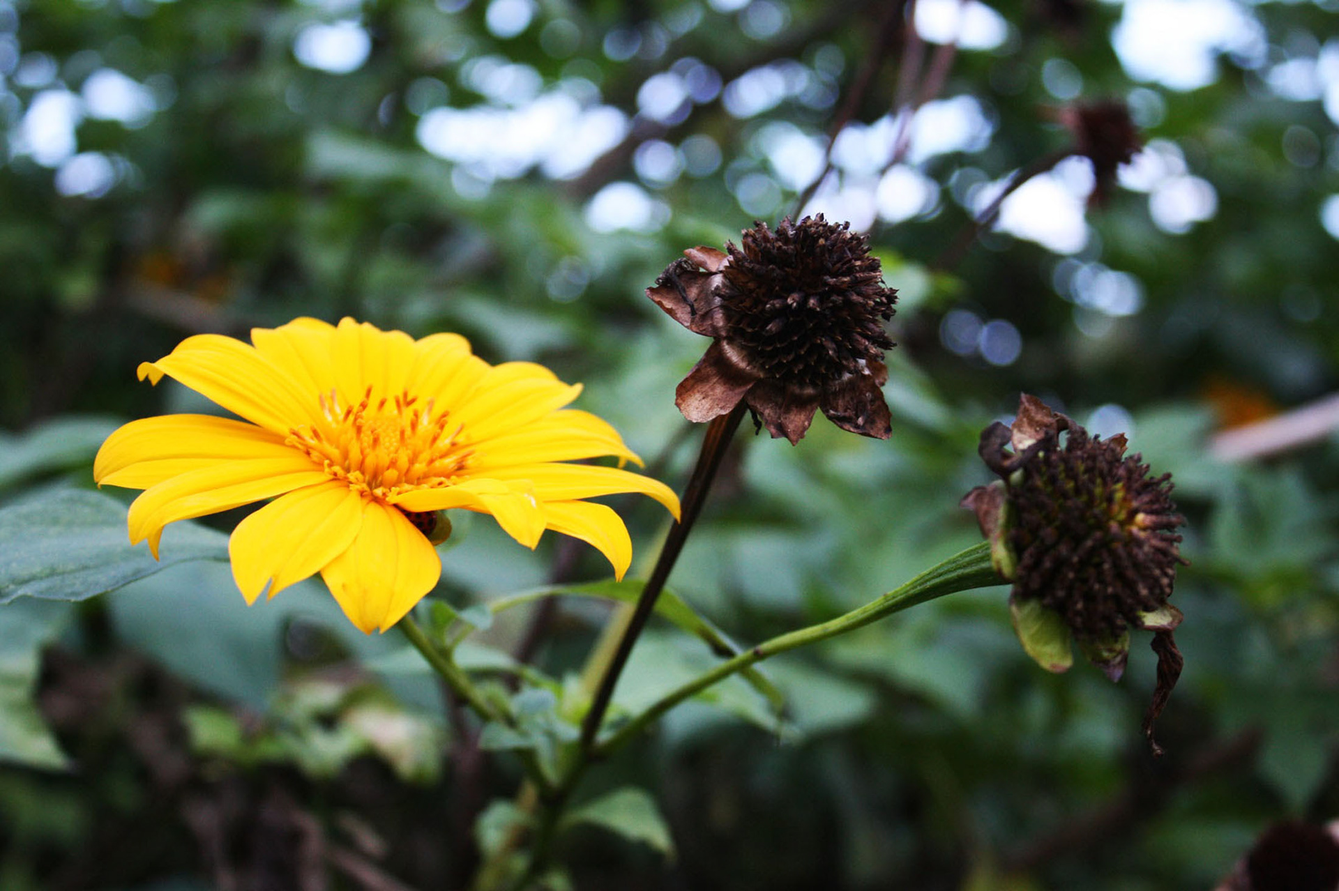 Nature's Paradox - National Arboretum (Washington D.C.)