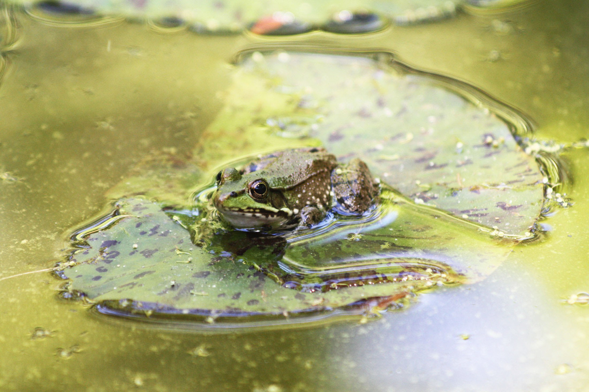 Lounging in Algae - National Arboretum (Washington D.C.)
