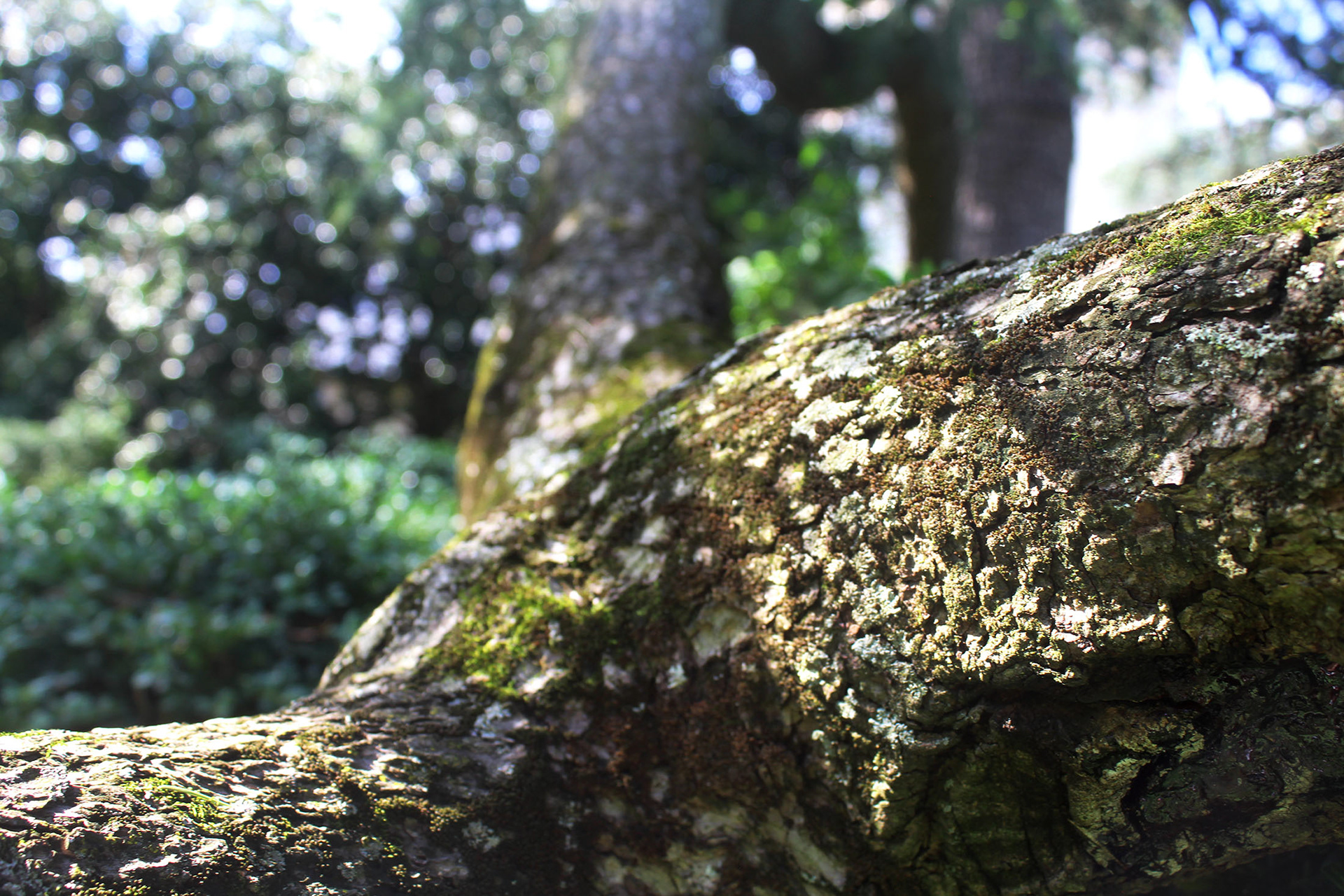 Wooden Wonder - Bishop's Garden (Washington D.C.)
