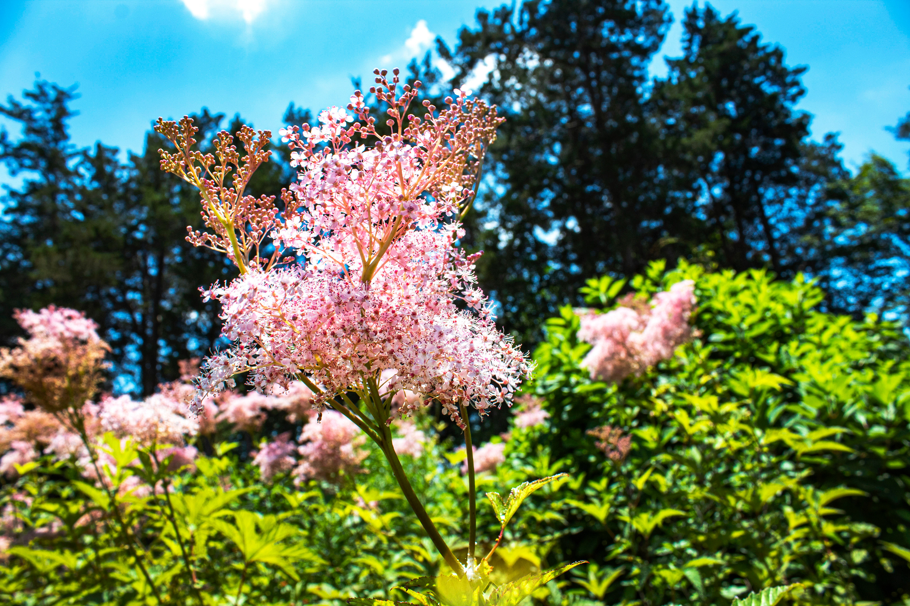 Blushing Blossom - Green Spring Gardens (Alexandria, VA)
