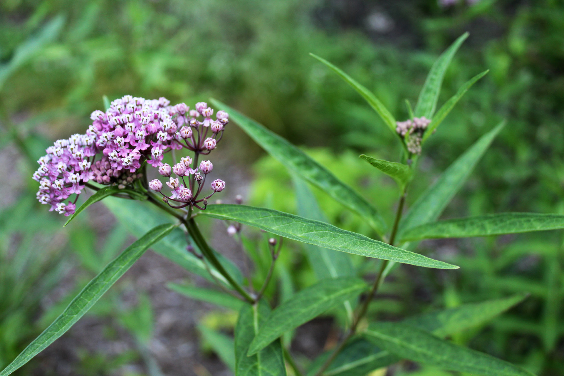 Magenta Hope - Schenley Park (Pittsburgh, PA)