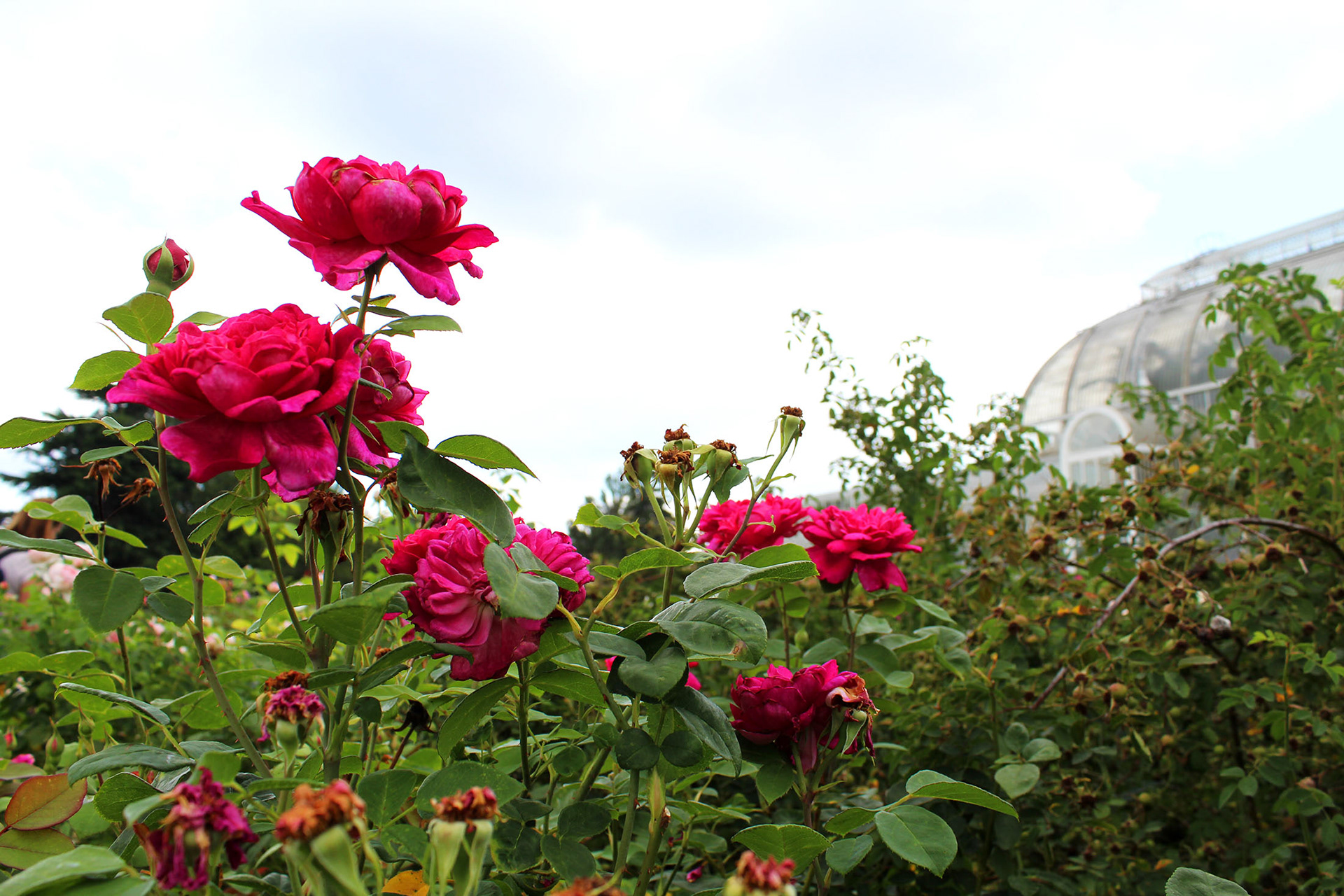 Fuchsia Bliss - Kew Gardens (England)