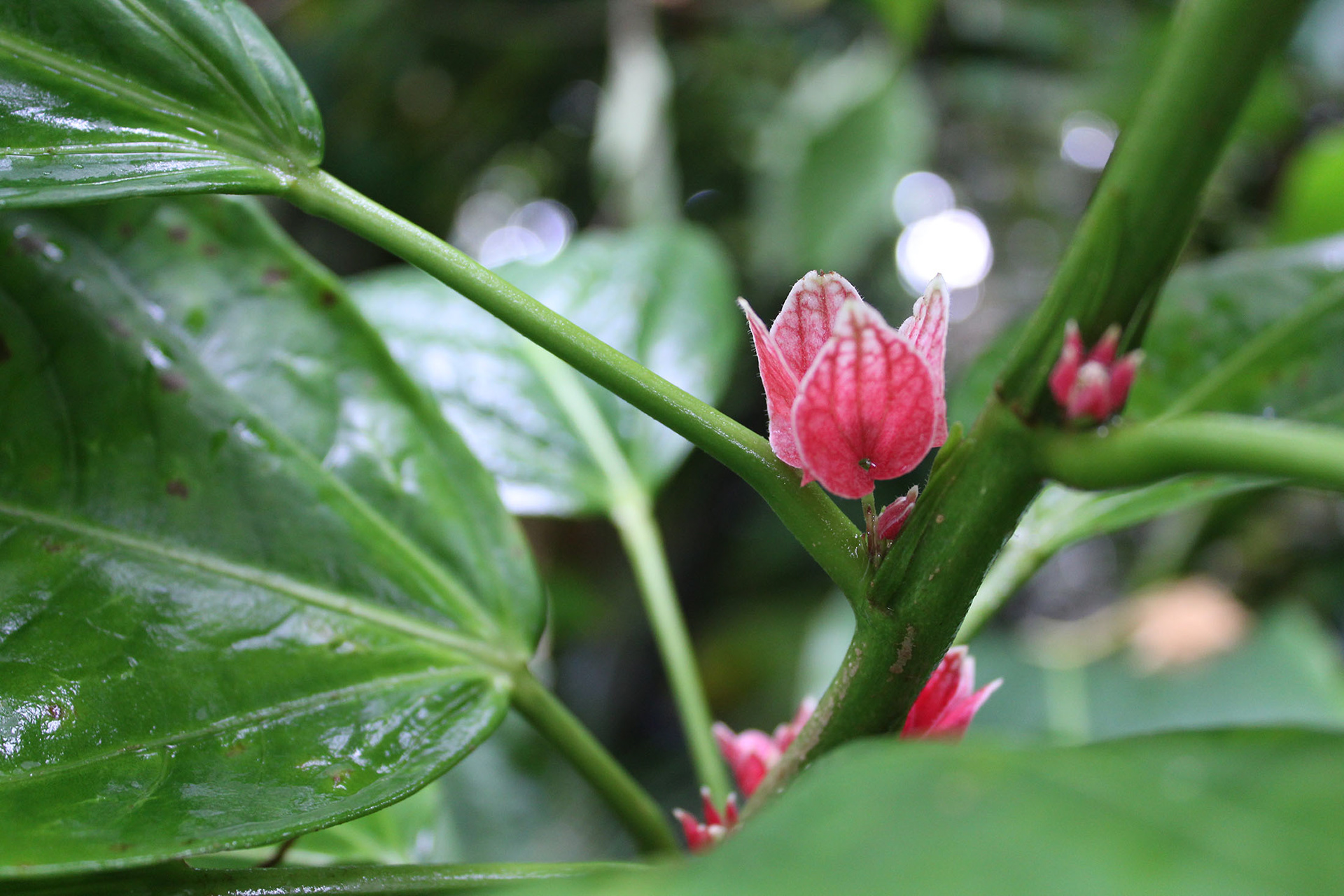 Pink Promise - Kew Gardens (England)