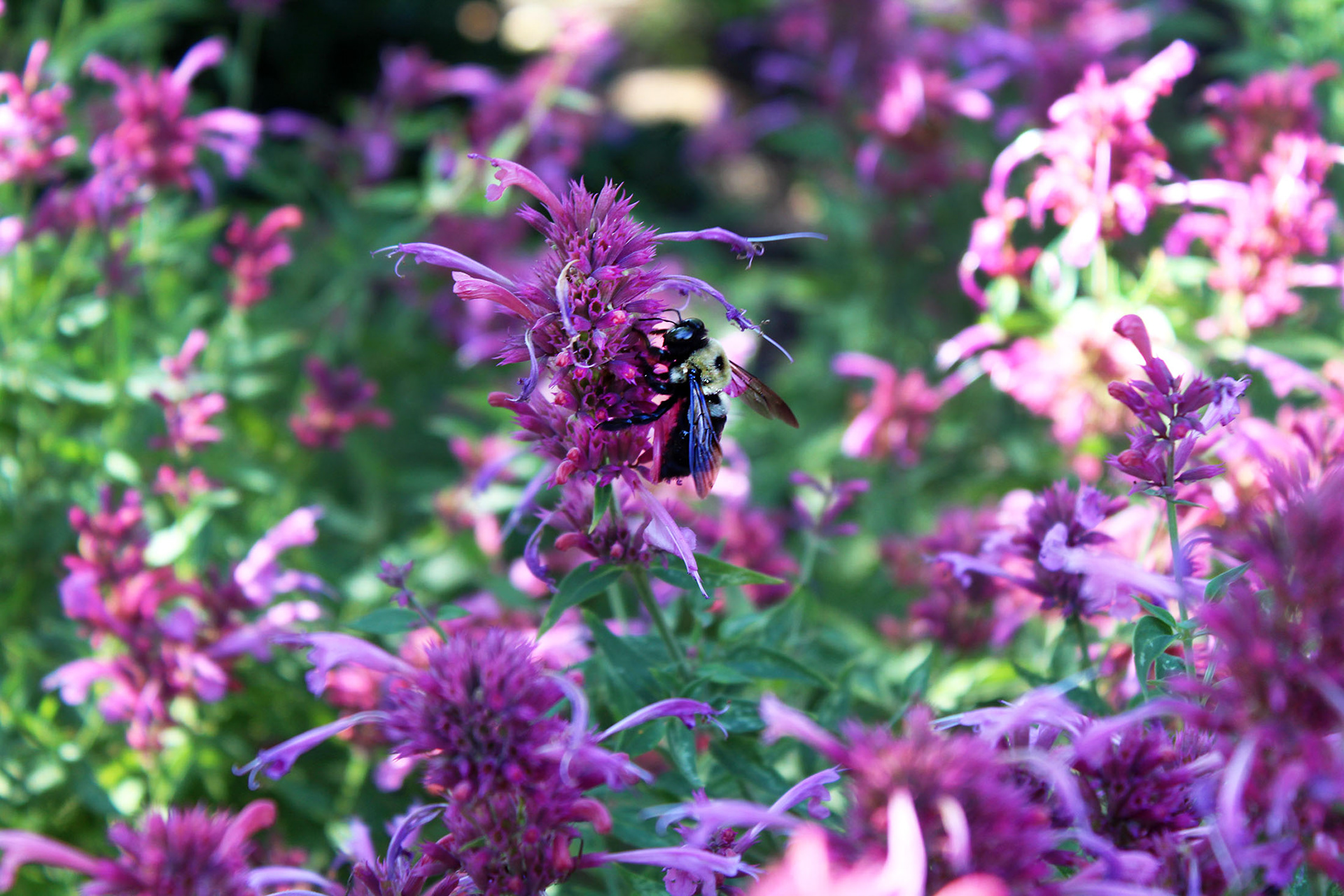 The Pollinator's Perch - Bishop's Garden (Washington D.C.)