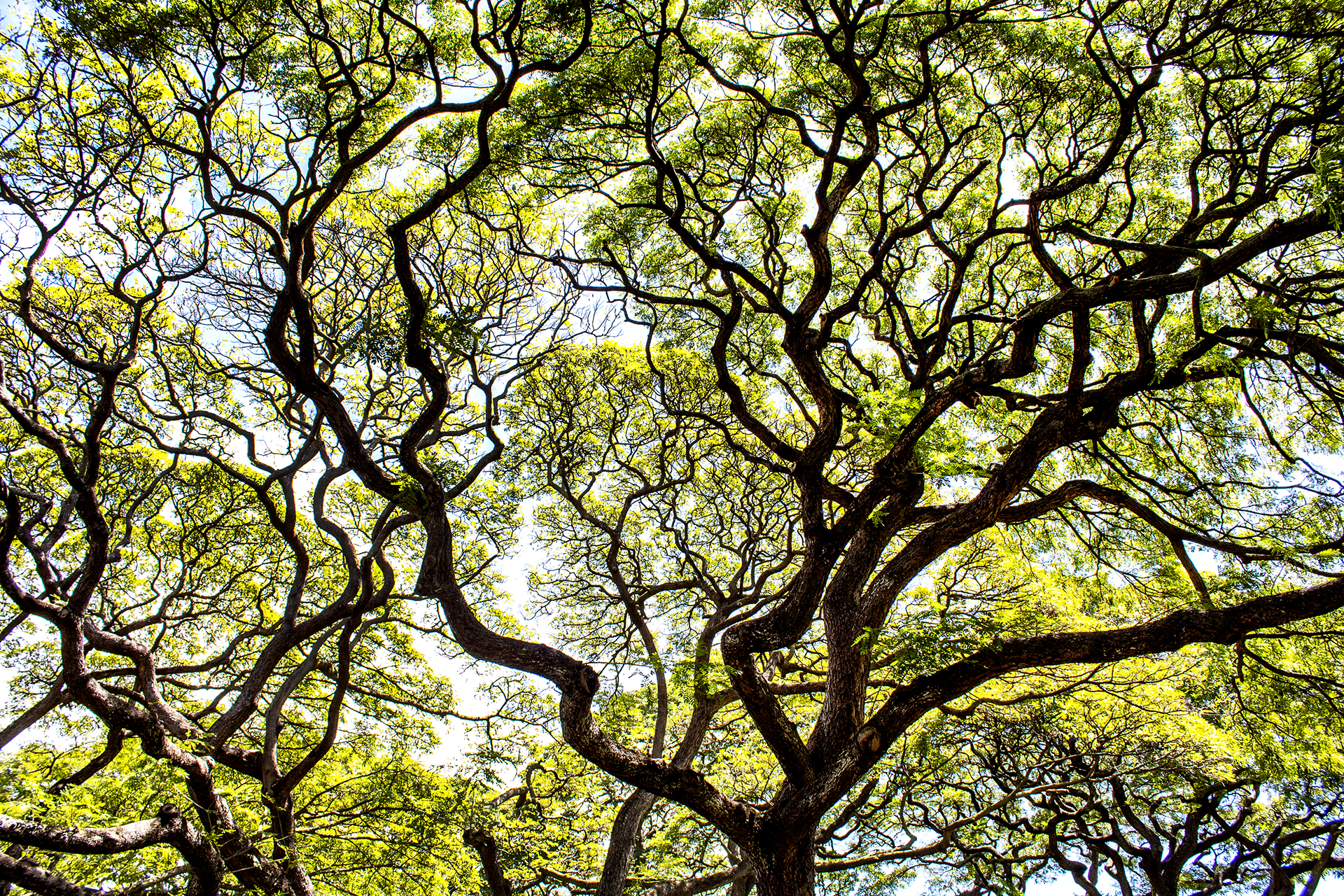 Canopy Glow II - Honolulu, HI