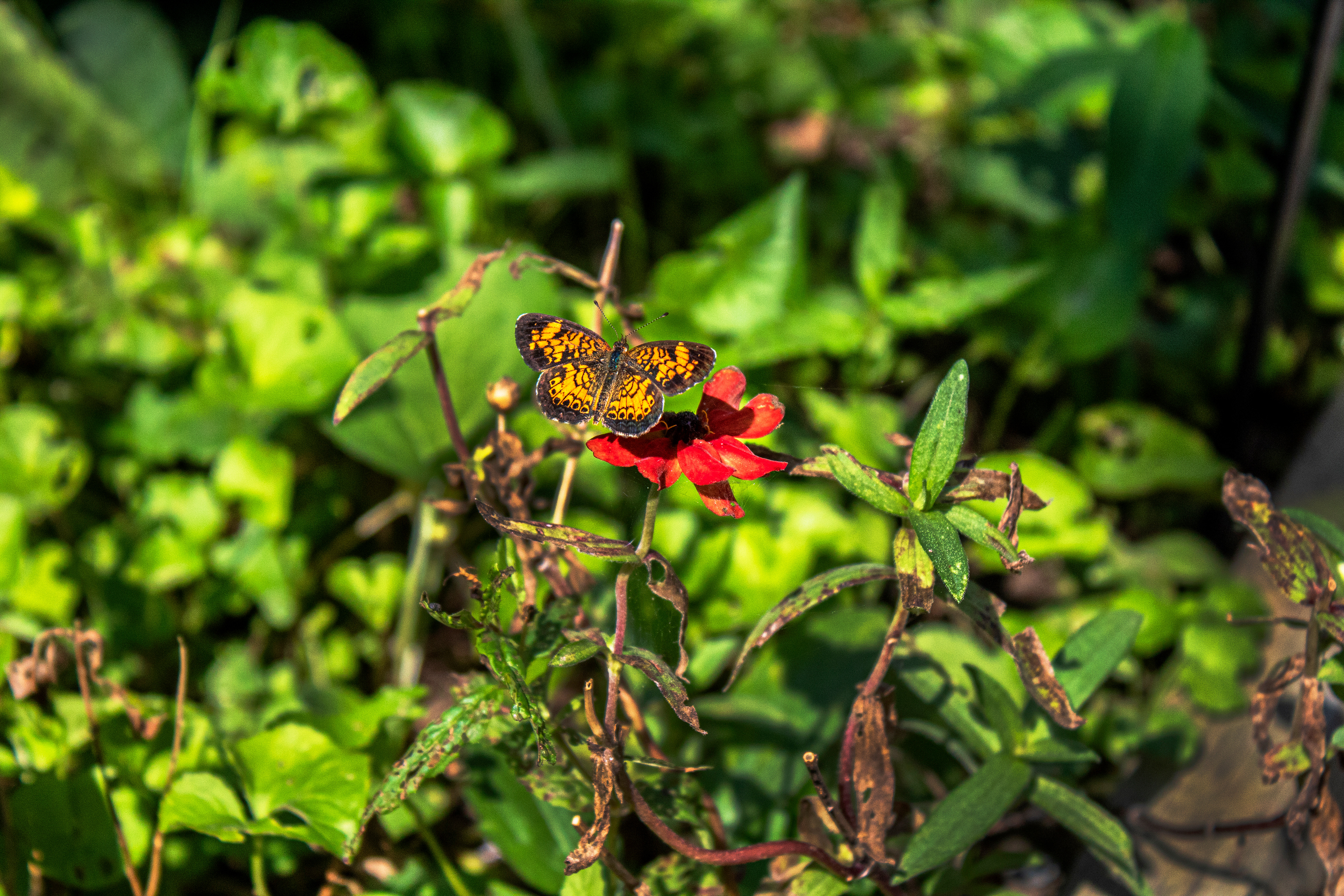 An Orange Adventurer - Ladew Topiary Gardens (Monkton, MD)