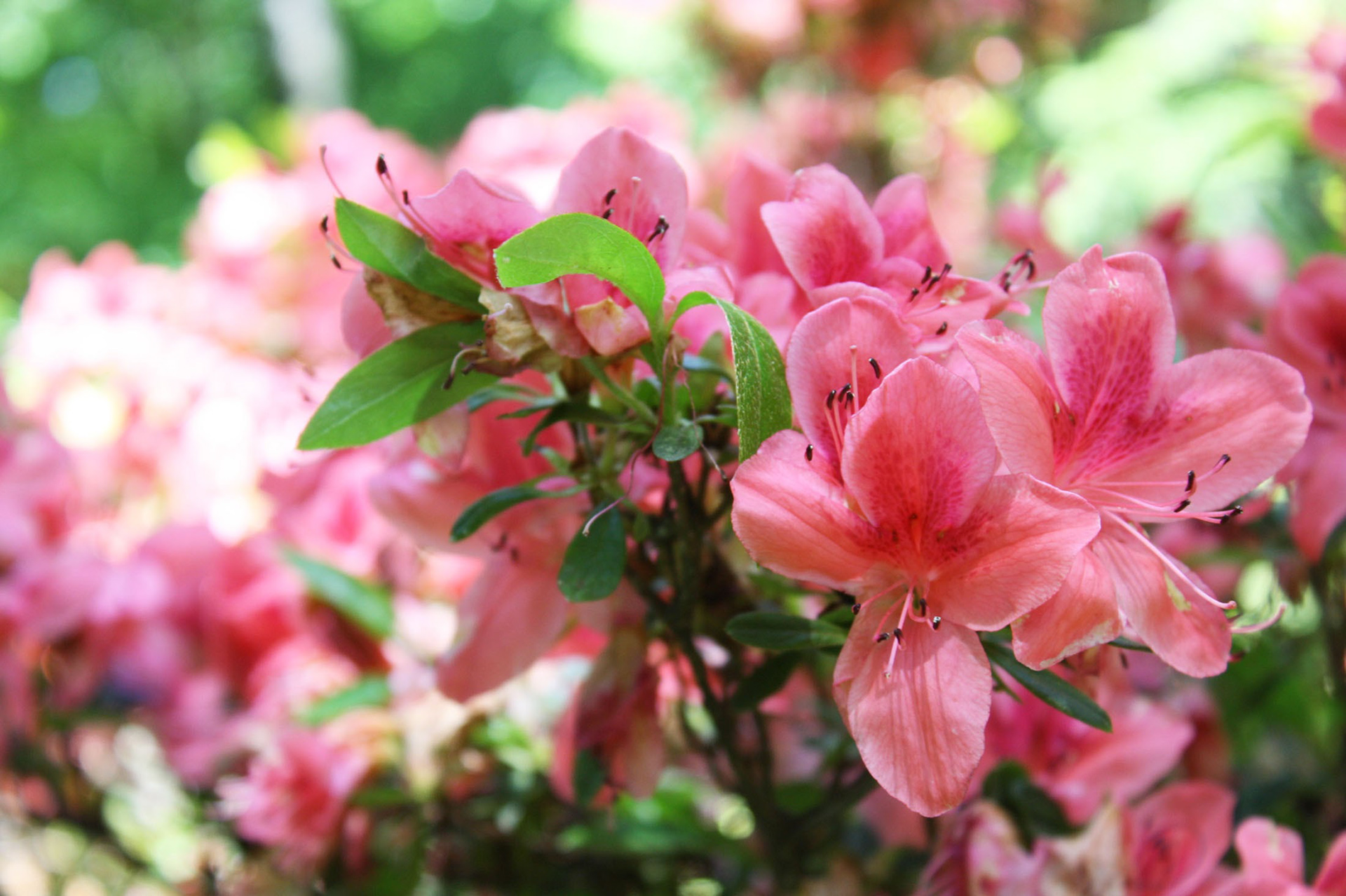 Rosy Beauty - National Arboretum (Washington D.C.)