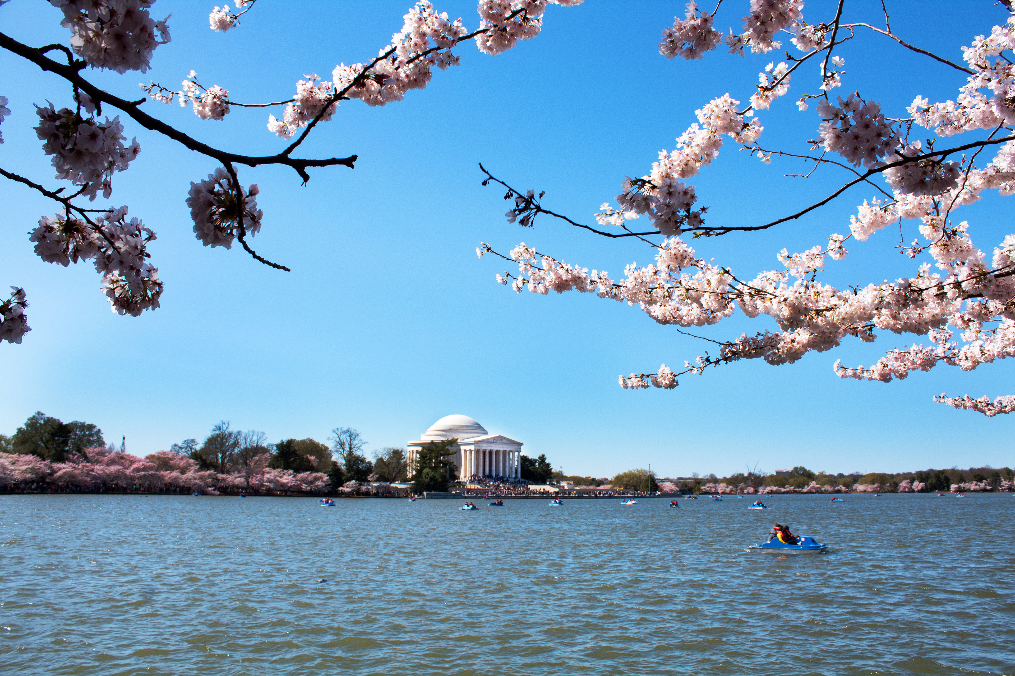 Jefferson Cherries - Washington D.C.