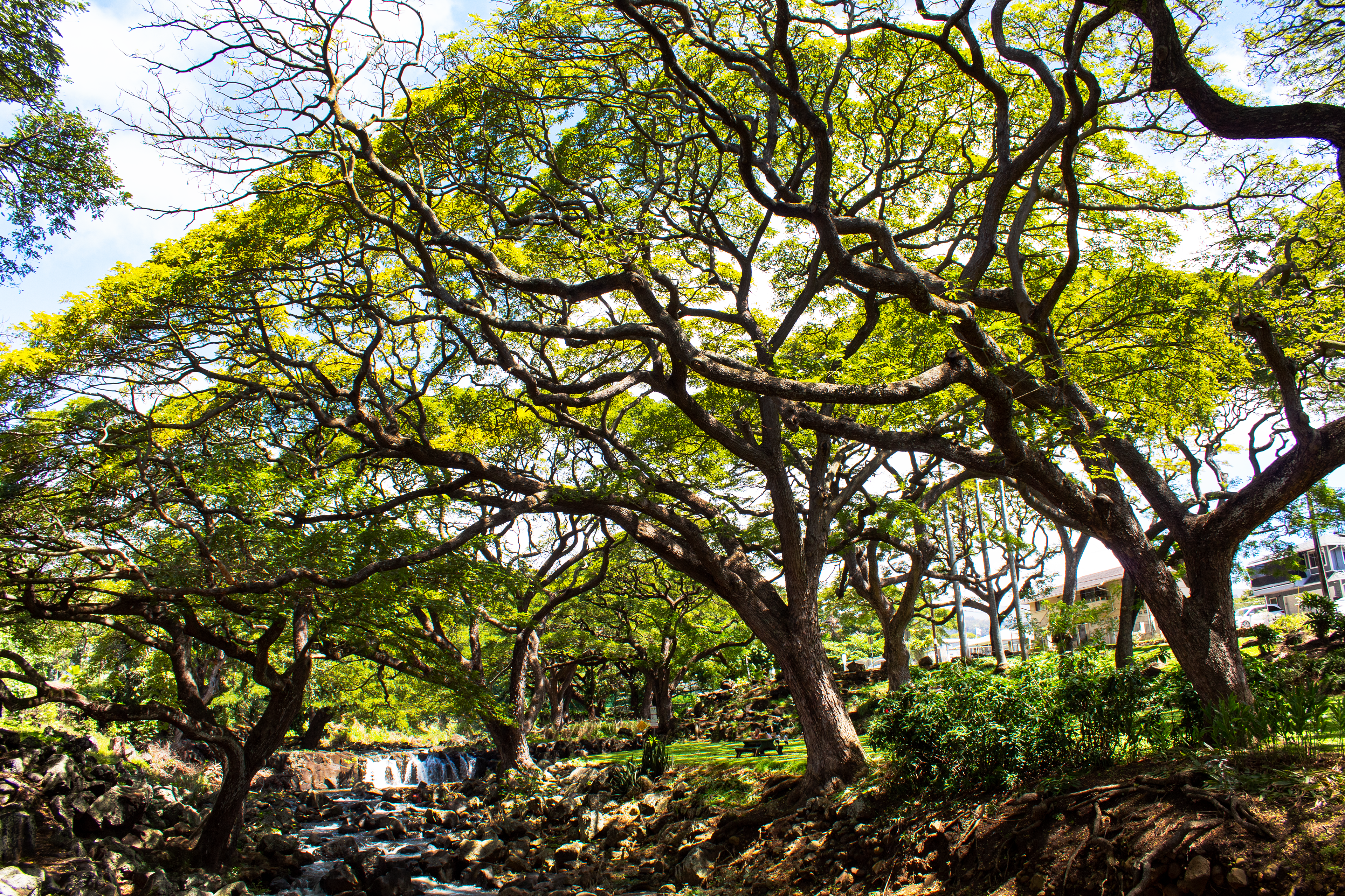 Canopy Glow III - Honolulu, HI